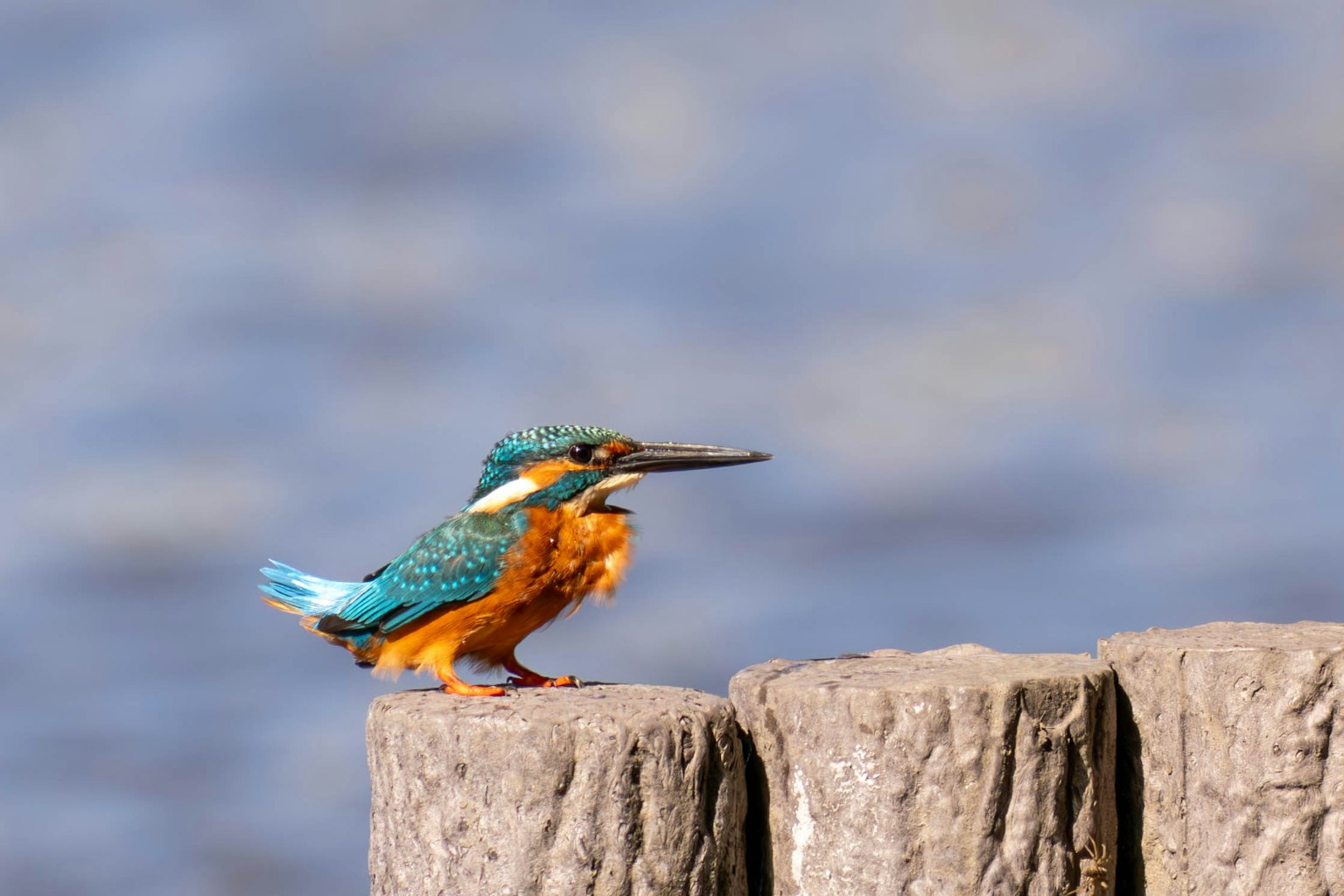 Un martin-pêcheur vibrant avec des couleurs bleues et oranges perché sur un poteau en bois