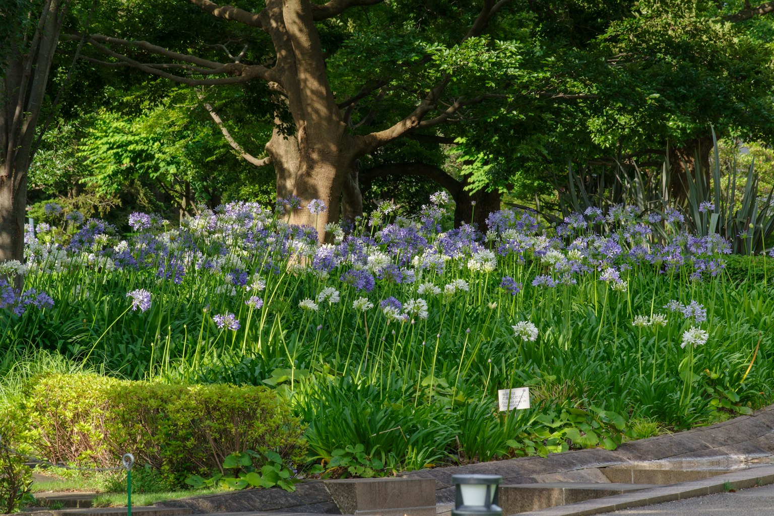 Jardín exuberante con grupos de flores moradas rodeadas de vegetación