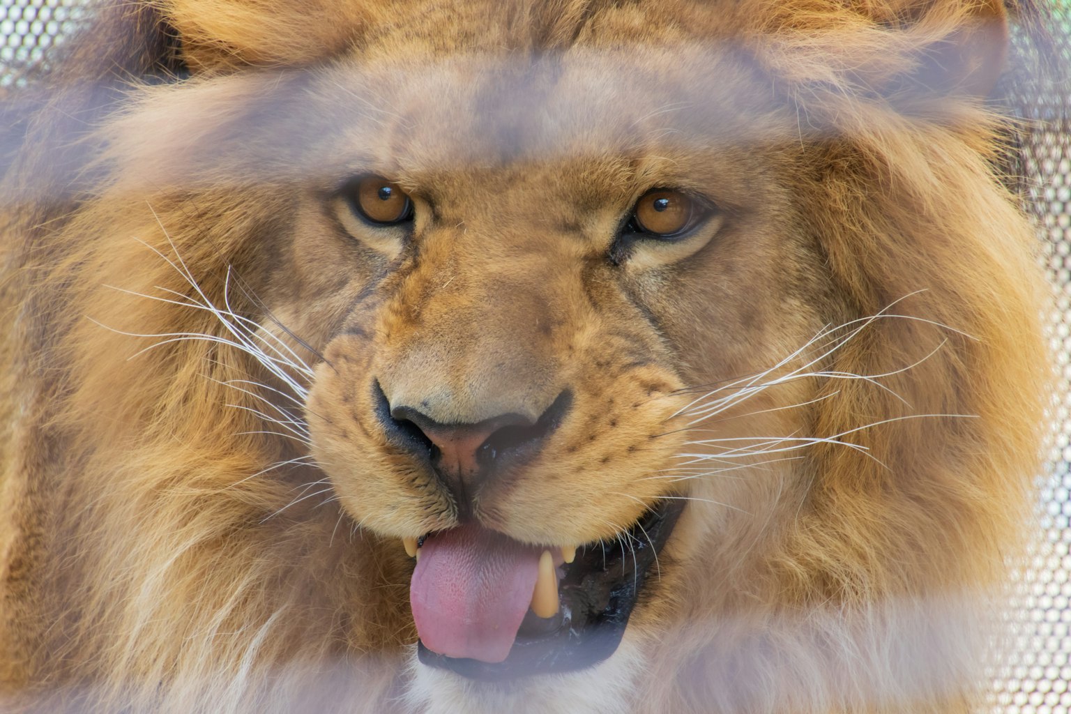 Acercamiento del rostro de un león con bigotes visibles y ojos intensos