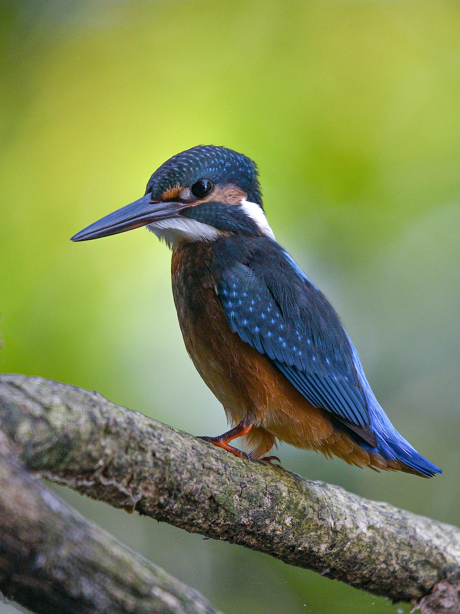 Seekor burung raja udang yang cerah bertengger di atas dahan