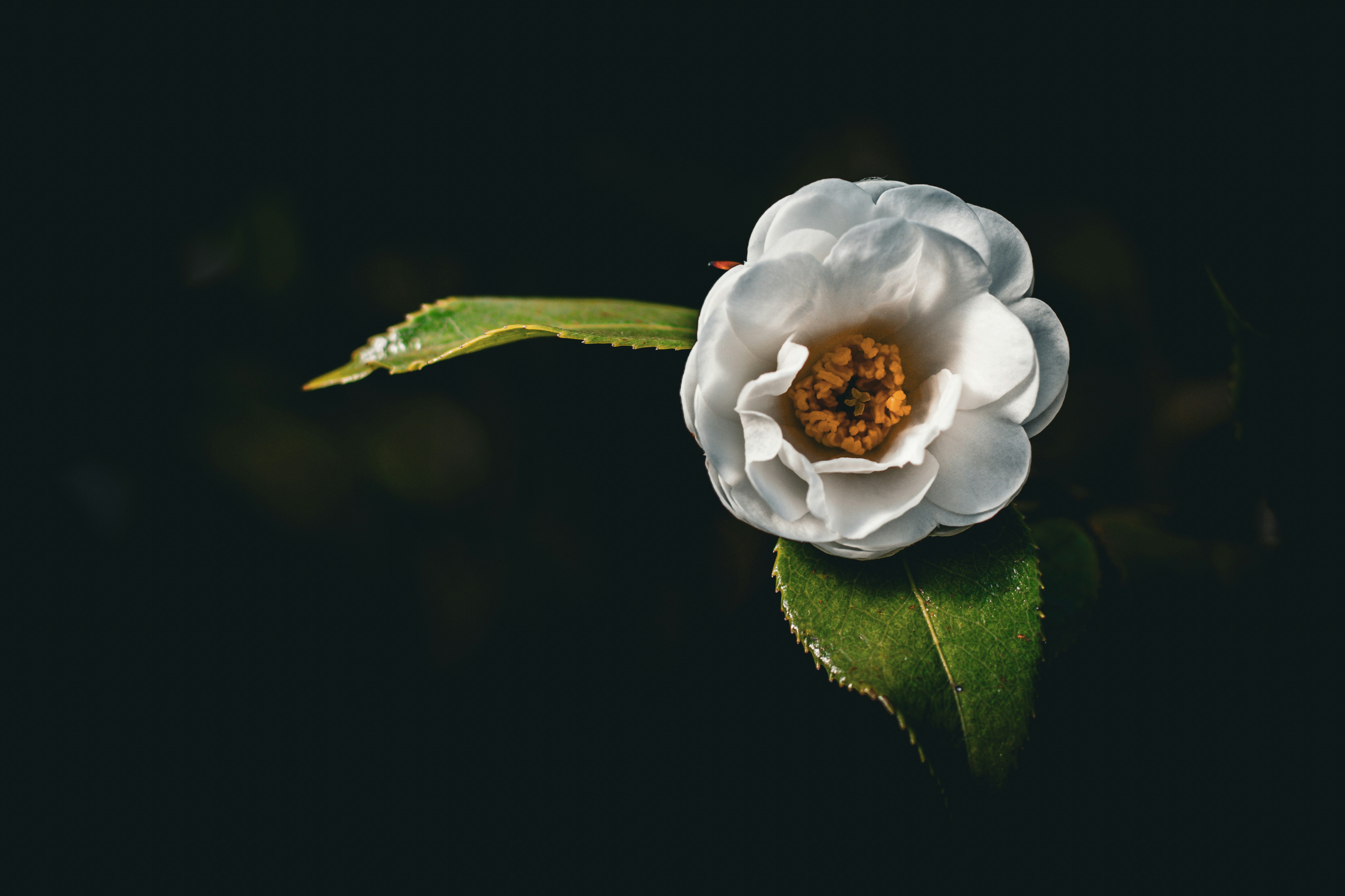 白い花びらの中に黒い種が見える椿の花