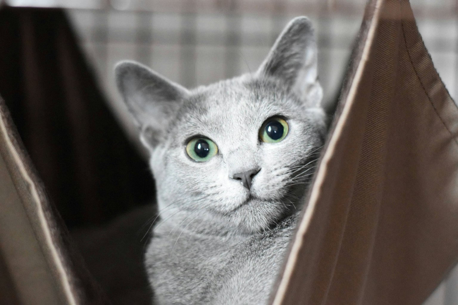 Gray cat peeking from fabric with striking green eyes