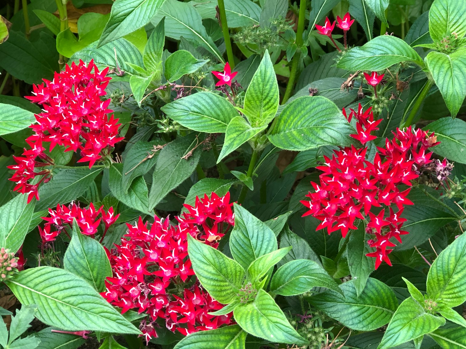 Gros plan de fleurs rouges vives entourées de feuilles vertes