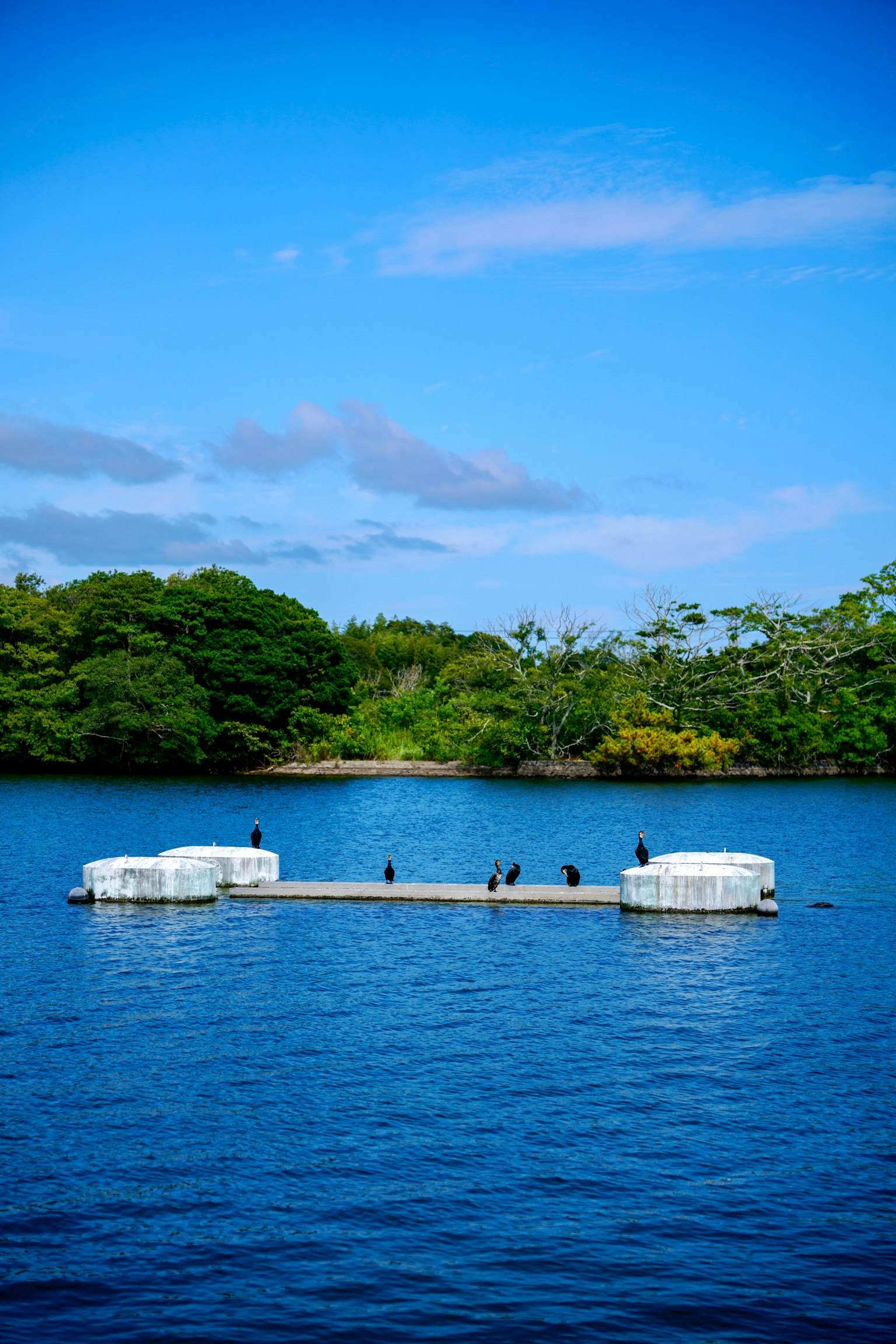 น้ำที่สงบมีท่าเรือสีขาวลอยอยู่ท่ามกลางต้นไม้เขียวขจีใต้ท้องฟ้าสีฟ้า