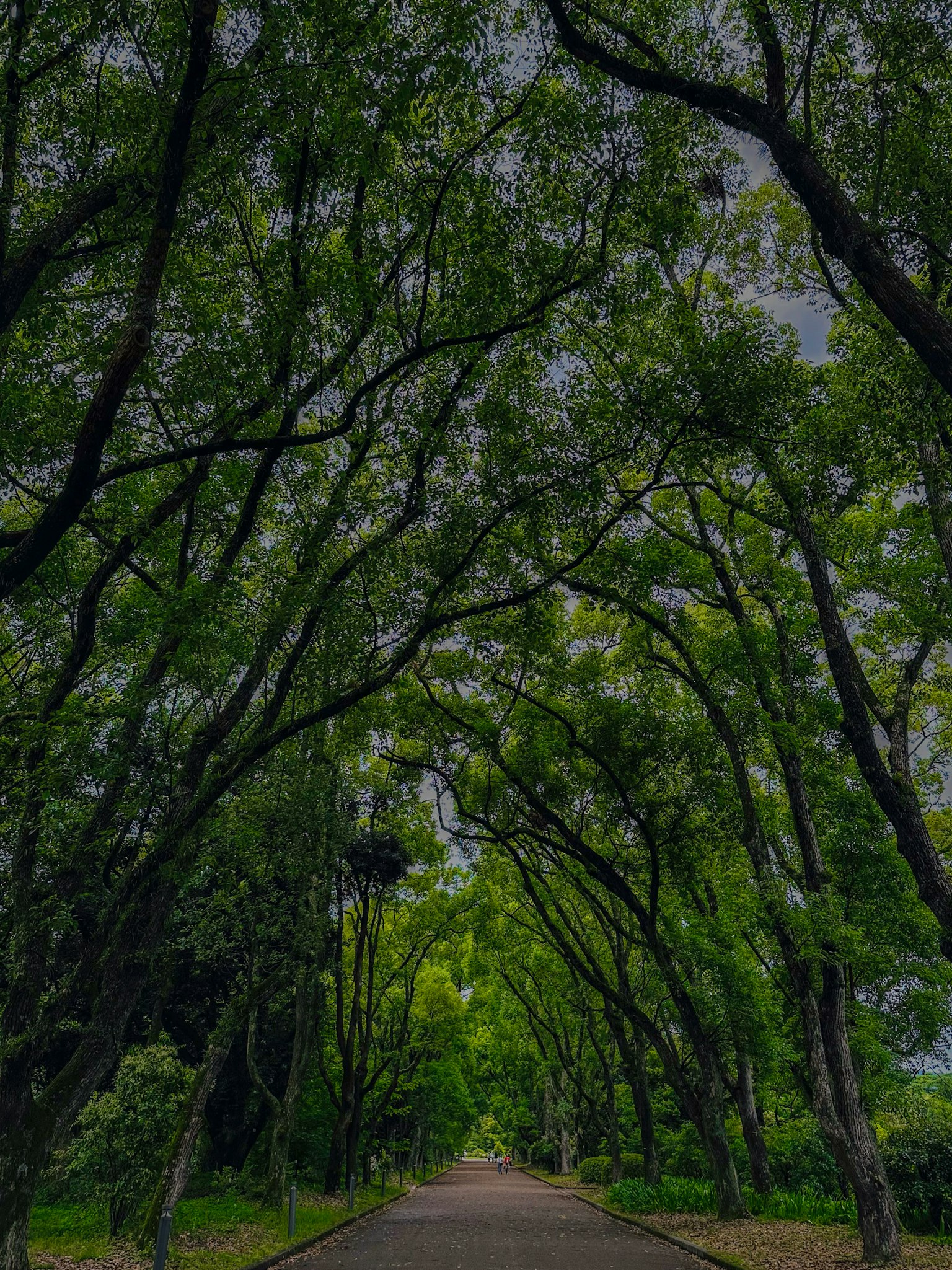 A serene pathway lined with lush green trees