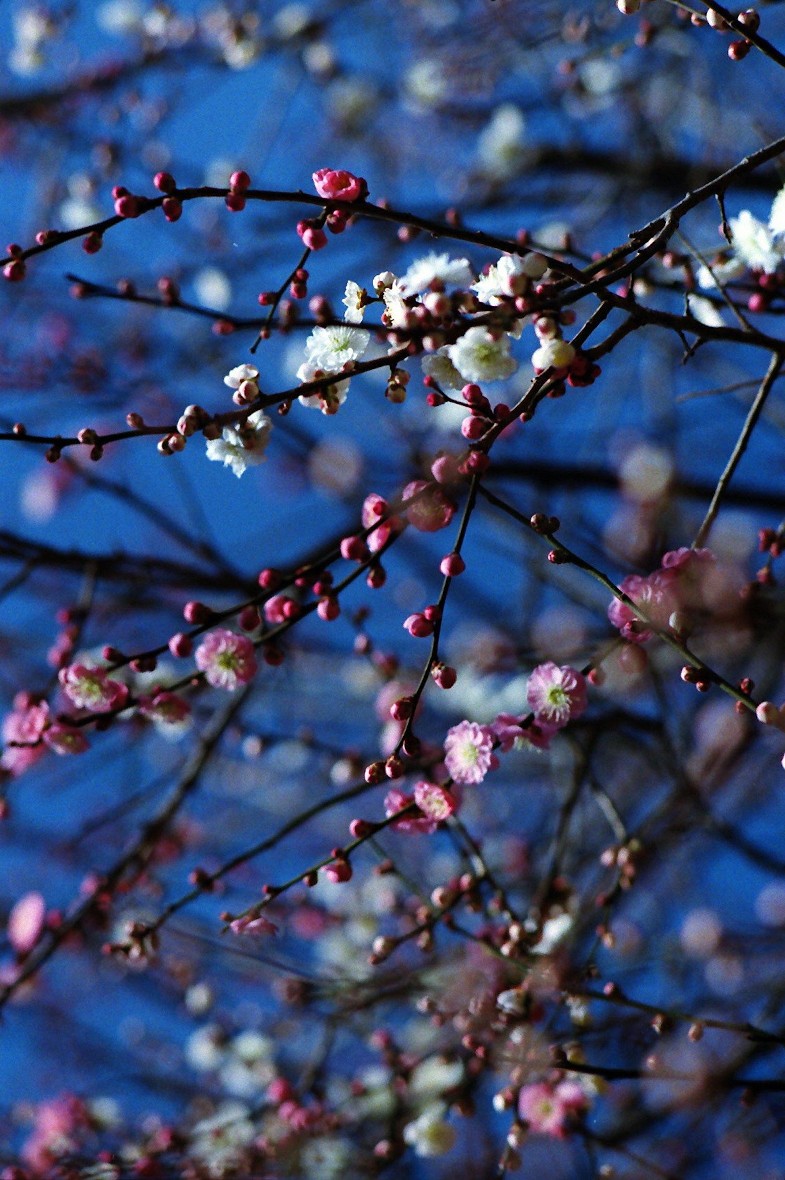 Branches with pink and white flowers against a blue sky