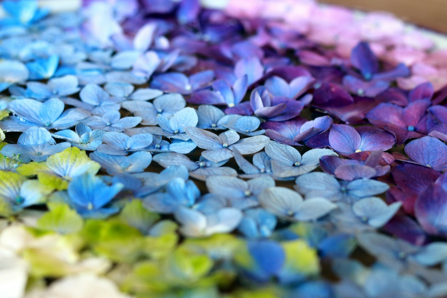 Petali di fiori colorati disposti in un motivo a gradiente