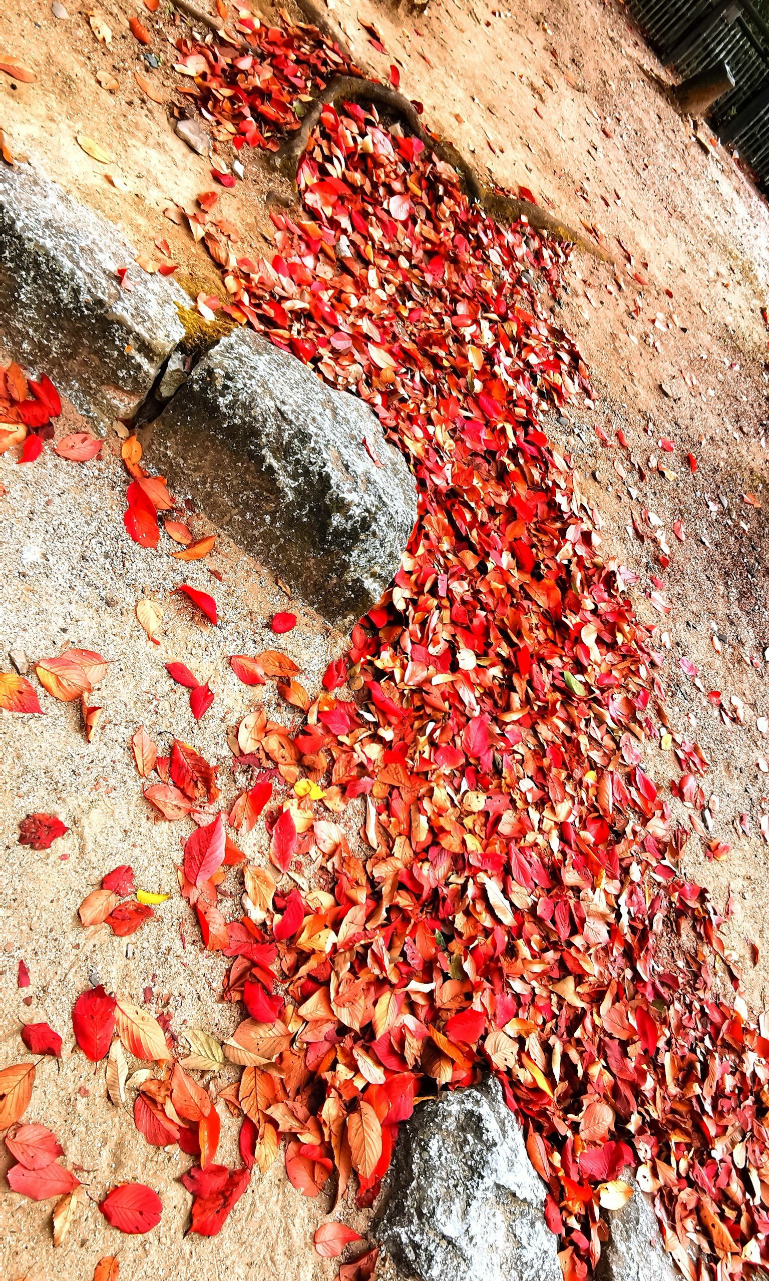 A pathway of red leaves on the ground in an autumn setting