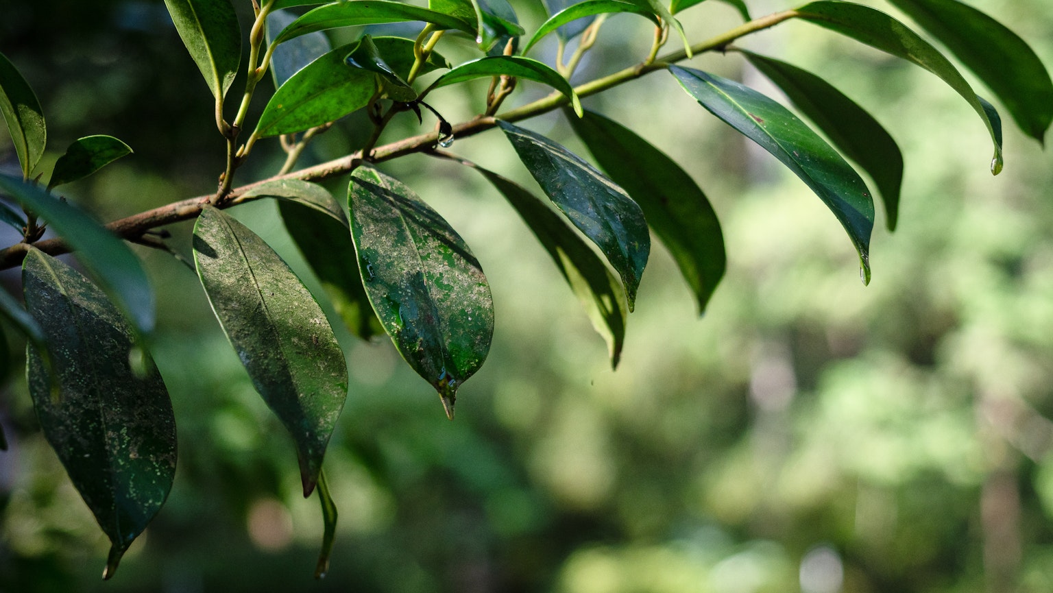 Close-up of a branch with green leaves against a blurred green background