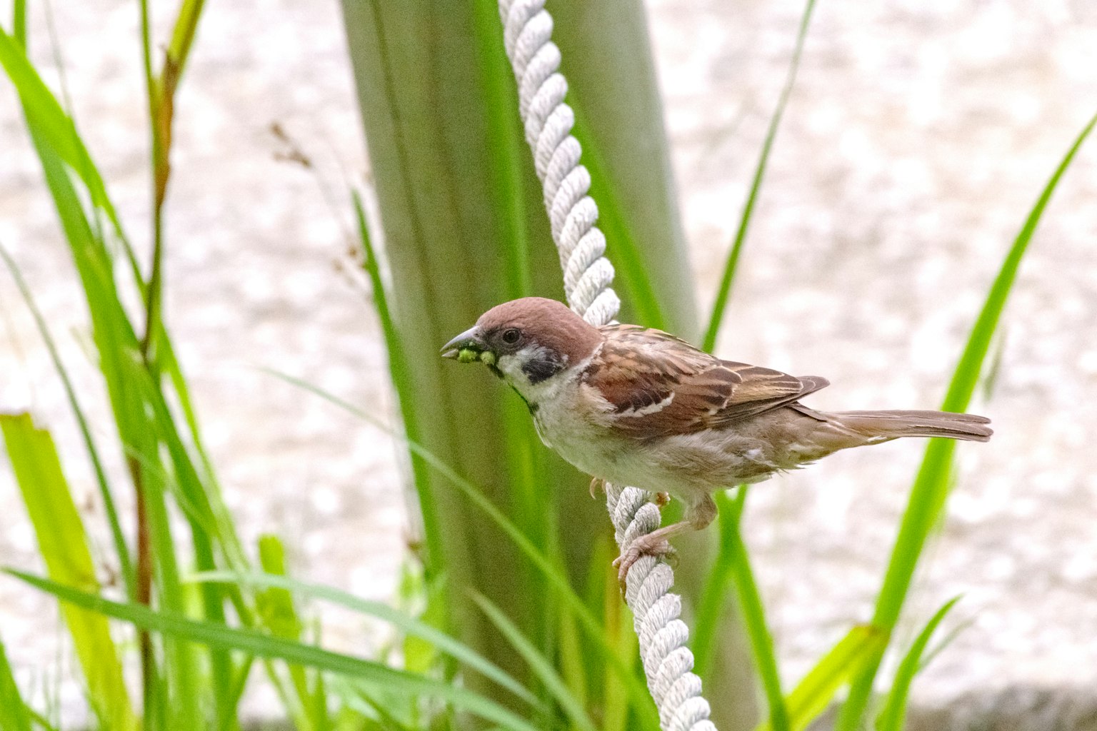 Ein kleiner Spatz sitzt auf einem Seil im grünen Gras