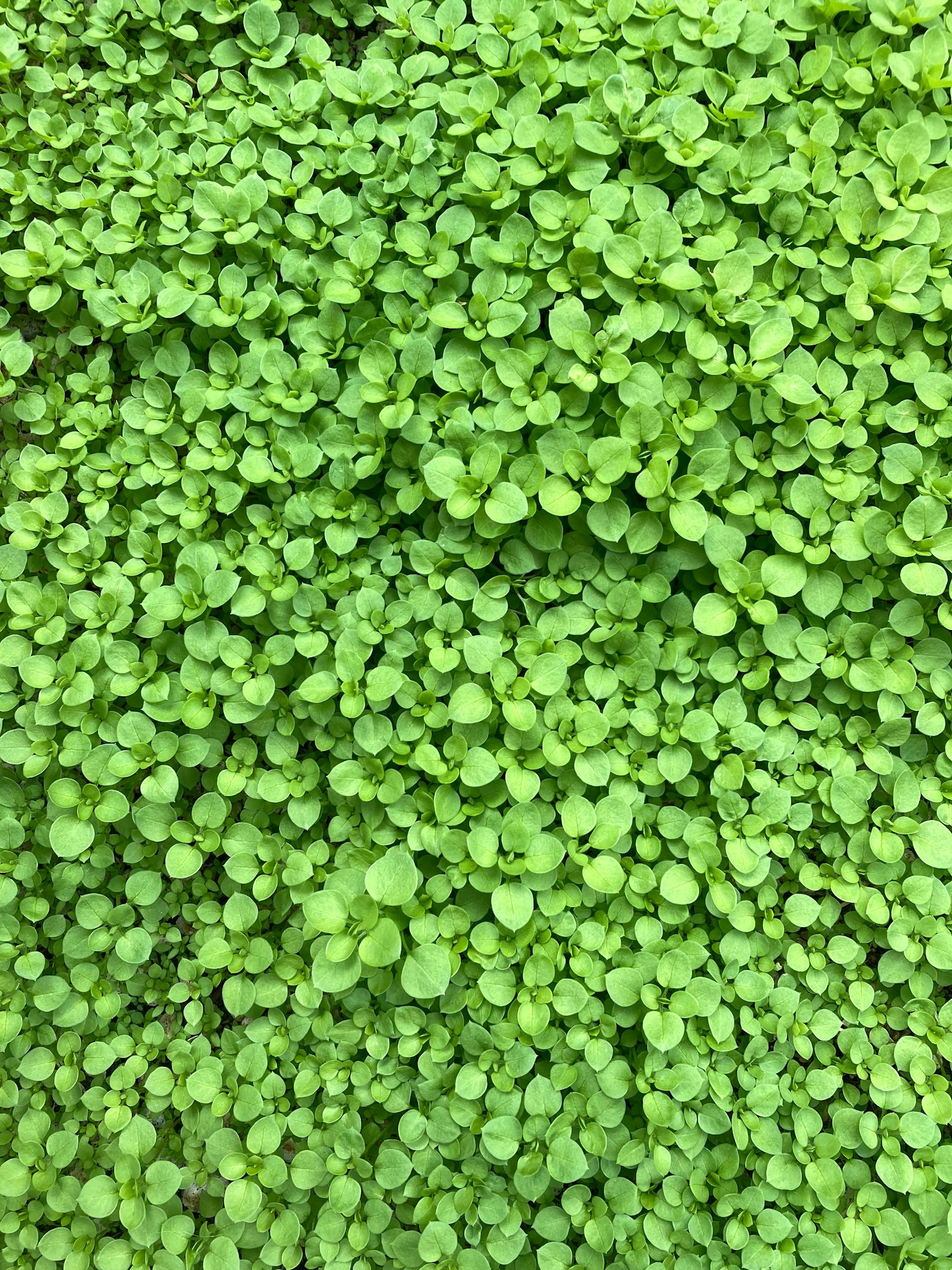 Image of dense clusters of small green leaves