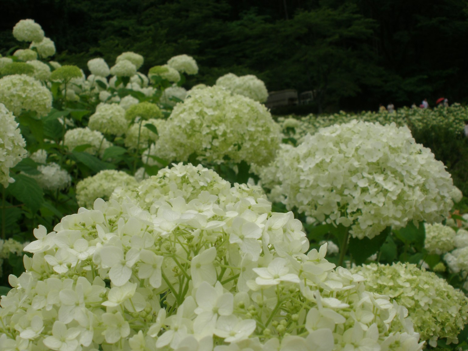 Blooming white hydrangea flowers in a lush green setting