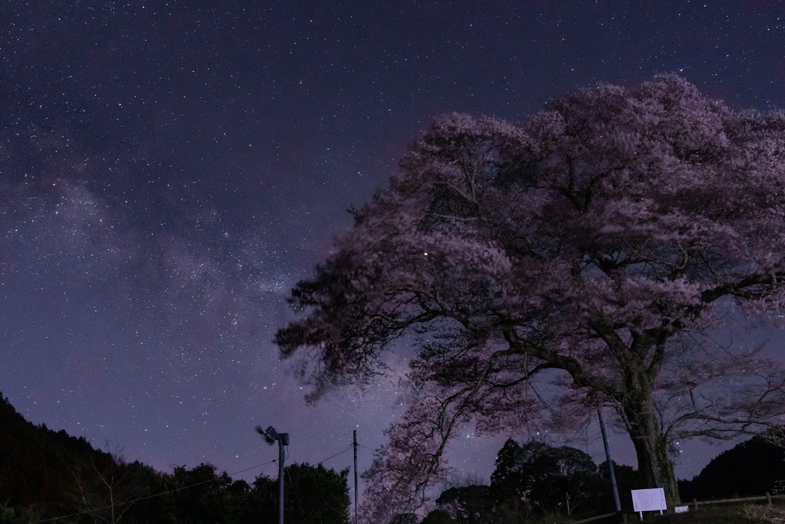 Un paisaje hermoso con un árbol de cerezo contra un cielo estrellado