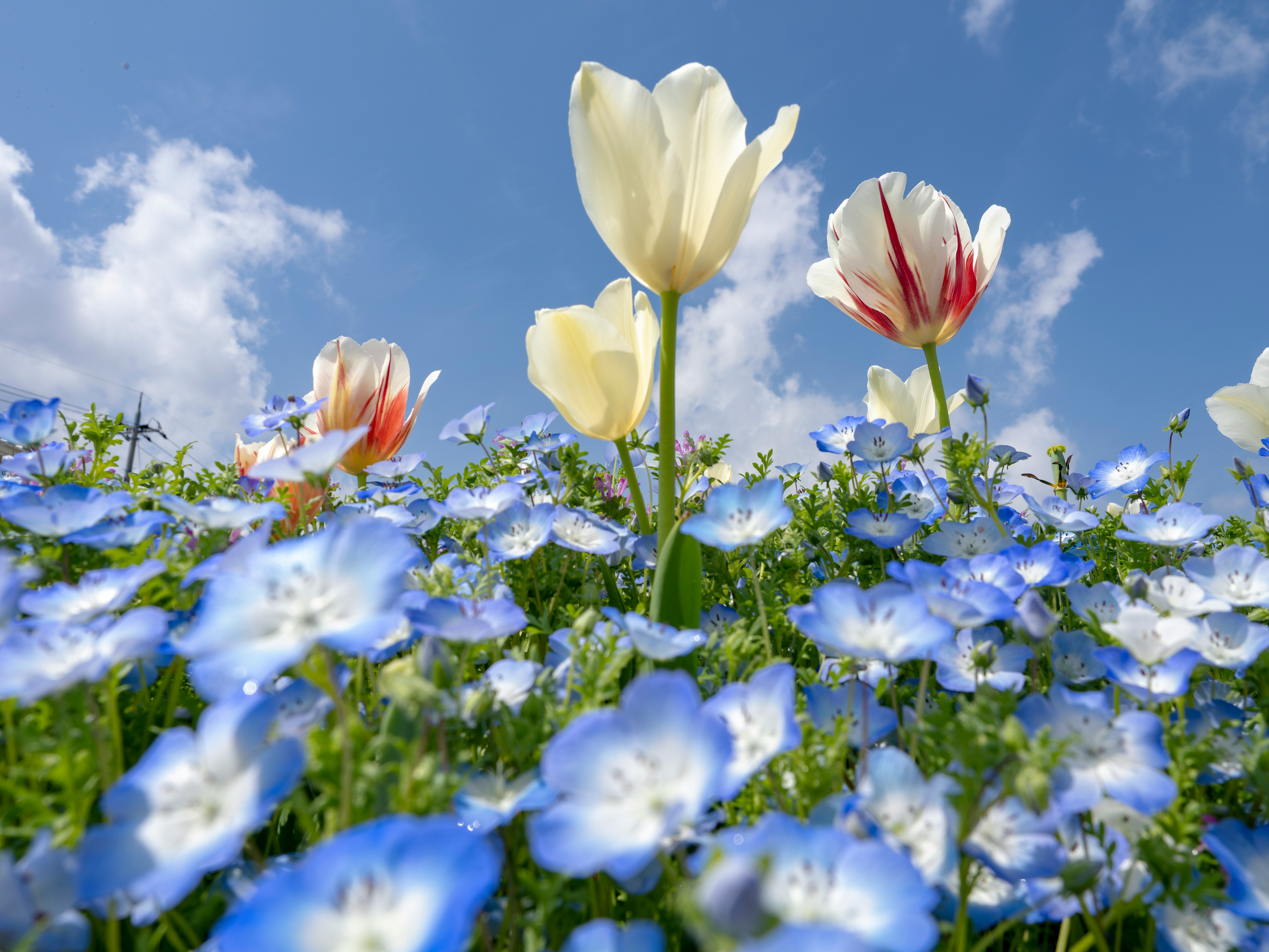 青空の下で咲く白と赤のチューリップとネモフィラの花畑