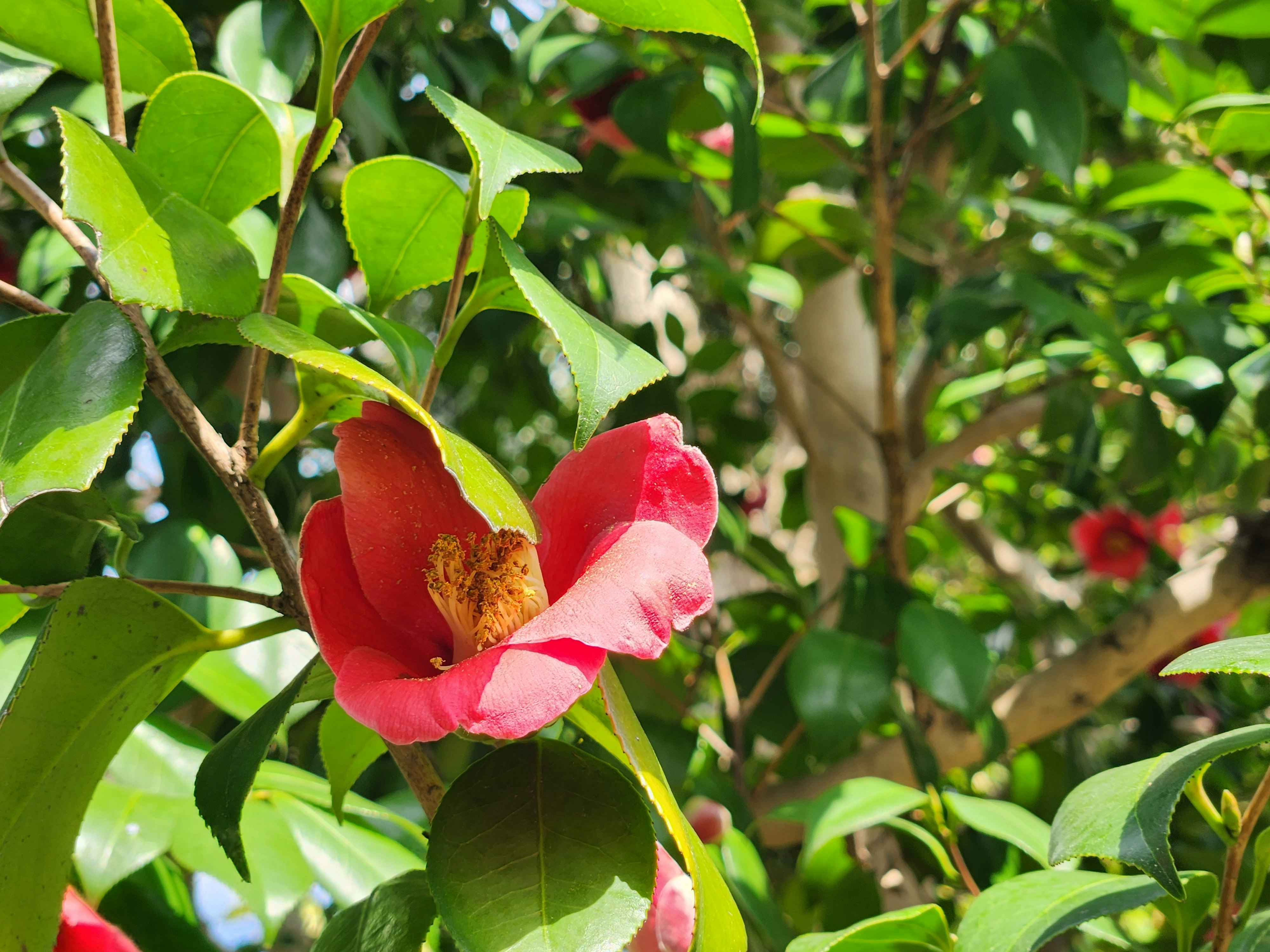 椿の赤い花が葉の間に咲く春の庭