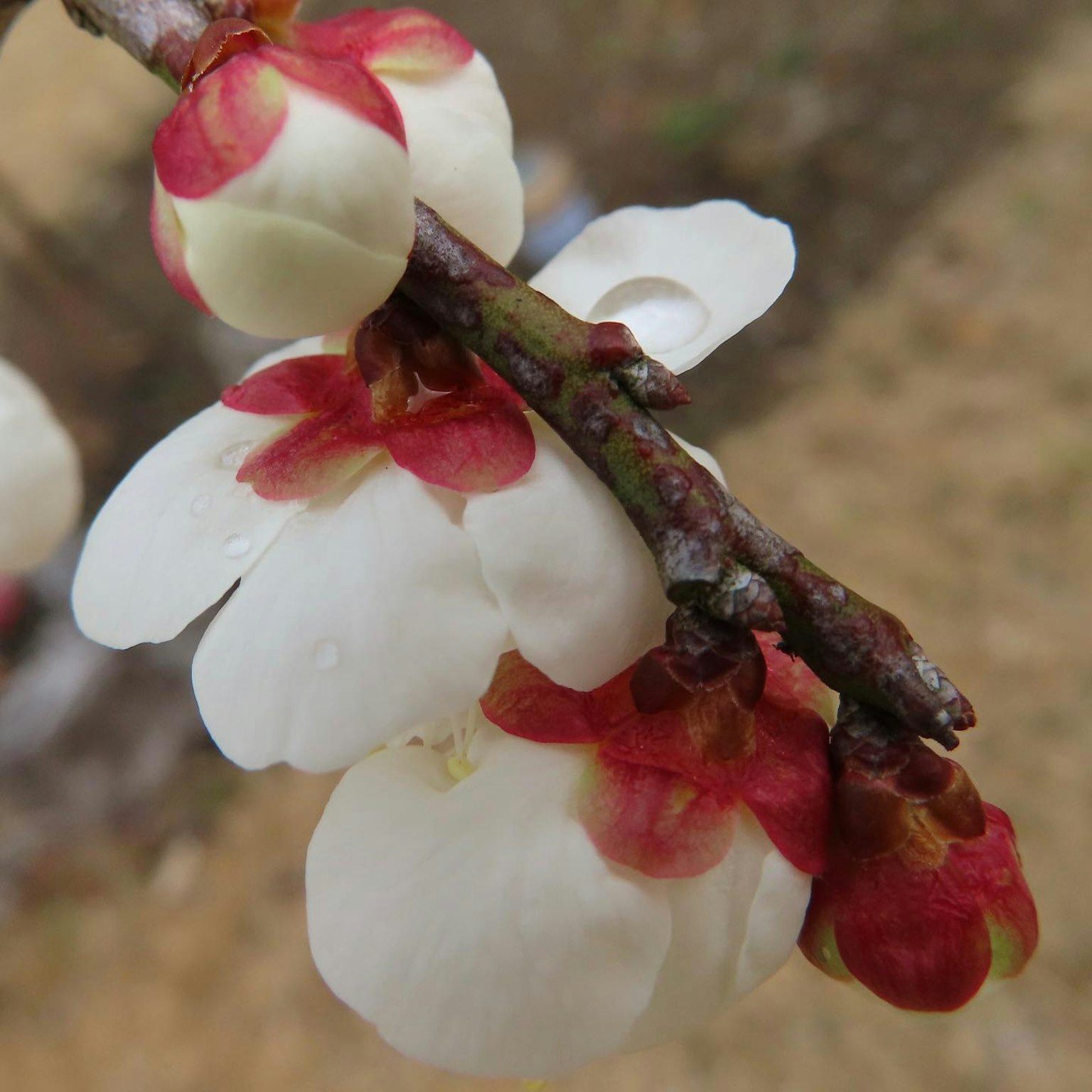 Acercamiento de una rama con hermosas flores blancas y rojas