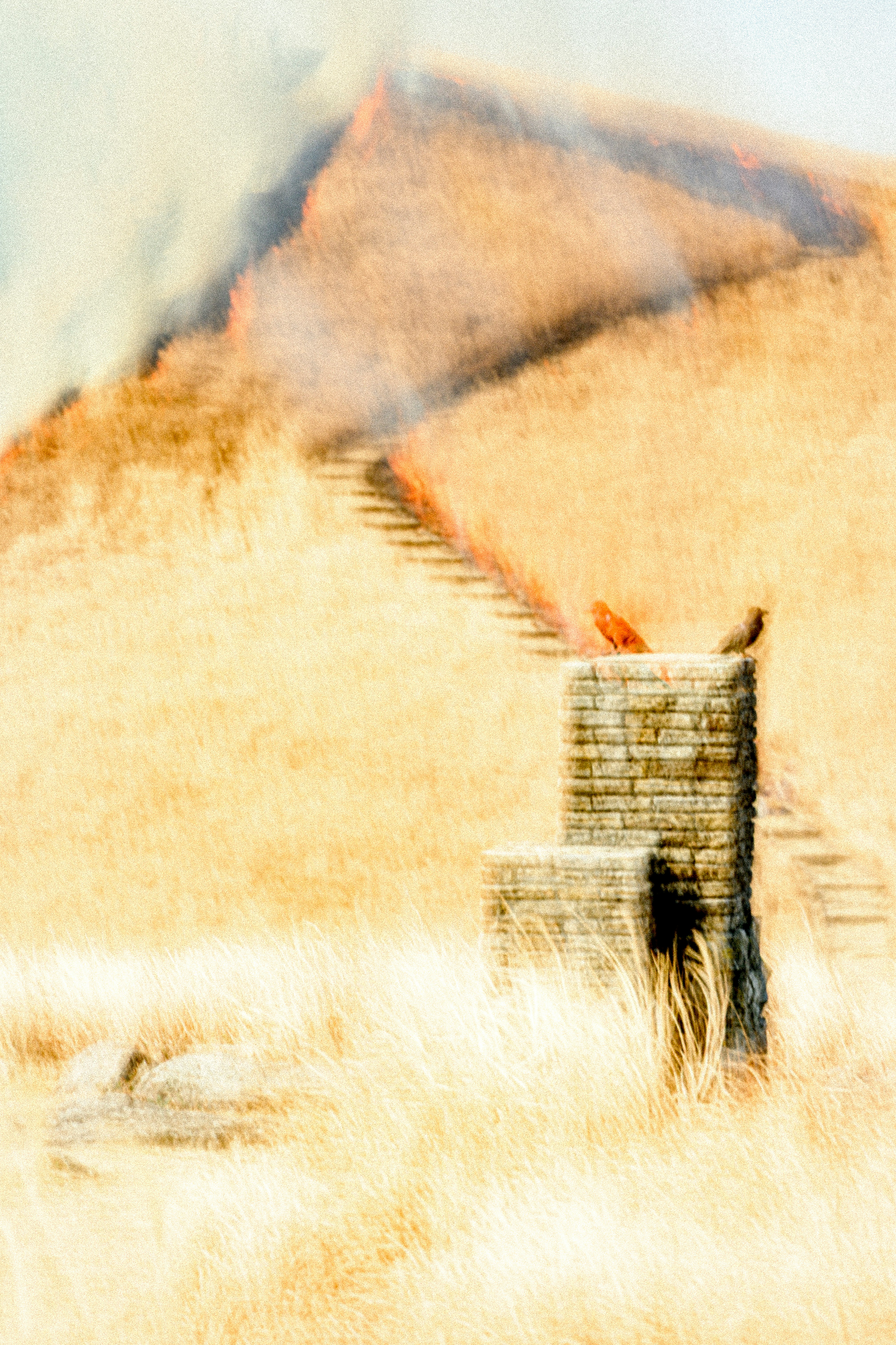 wind-swept grass and a small fence in a sand dune landscape