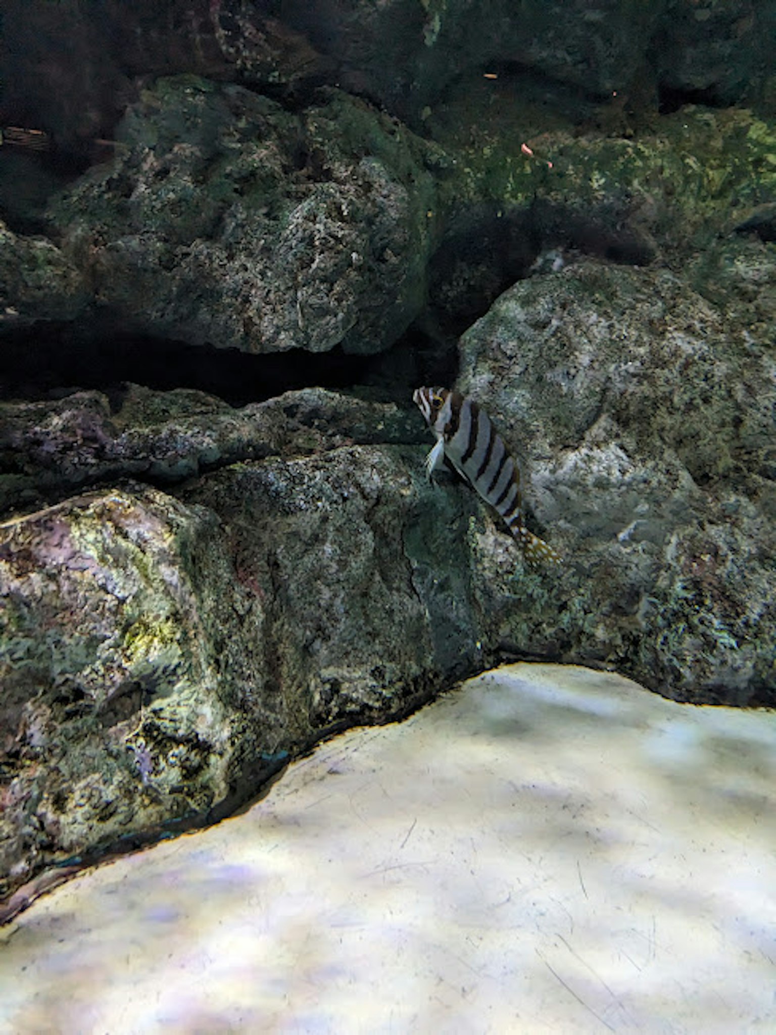 Pesce striato tra rocce e sabbia in una scena sottomarina