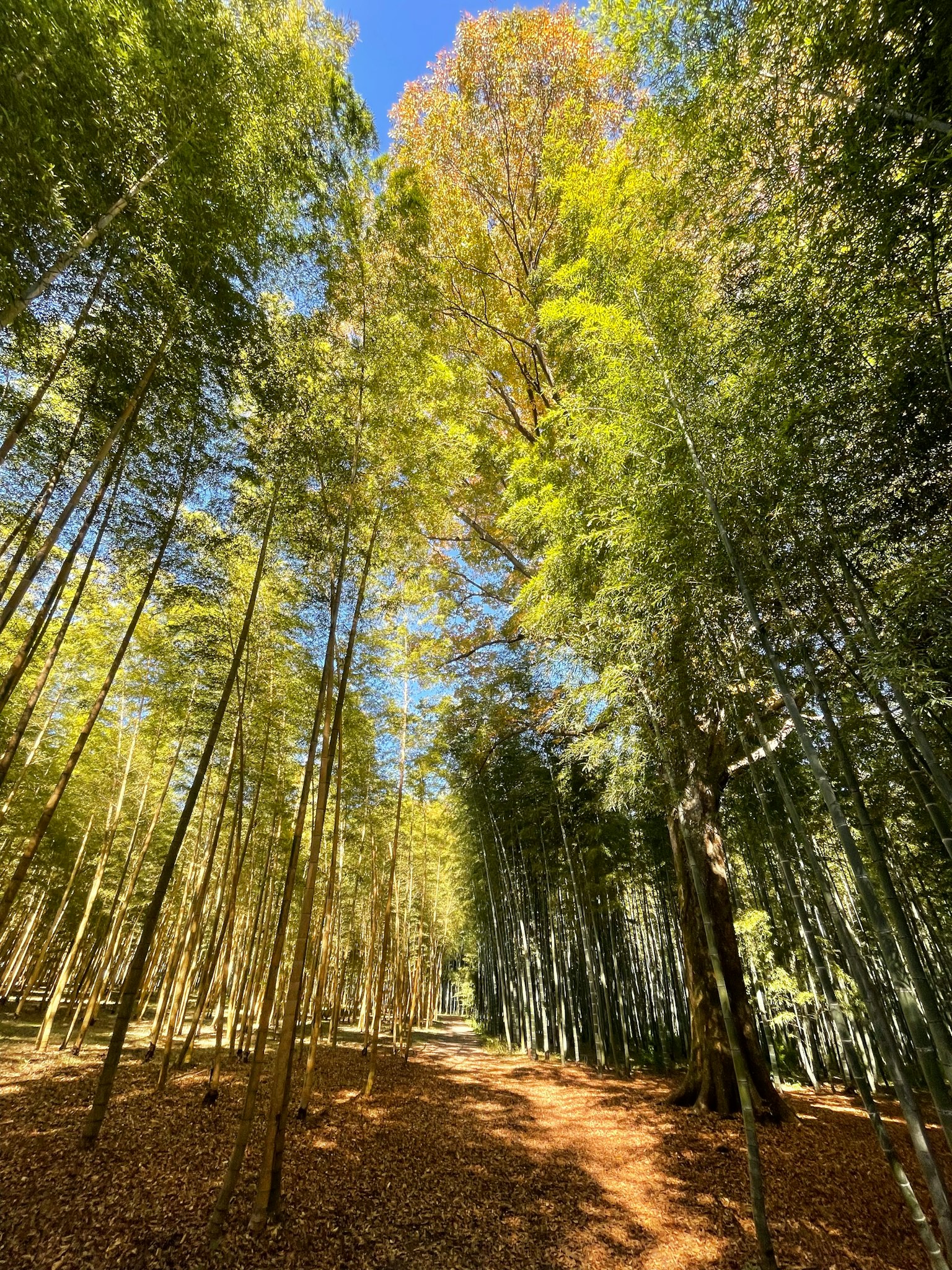 Sentier à travers une forêt de bambous sous un ciel bleu clair arbres hauts de chaque côté