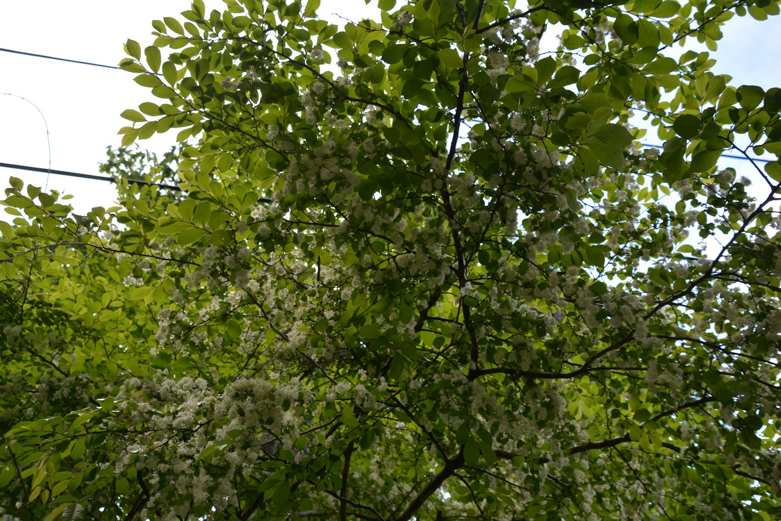 Parte superior de un árbol con hojas verdes y flores blancas