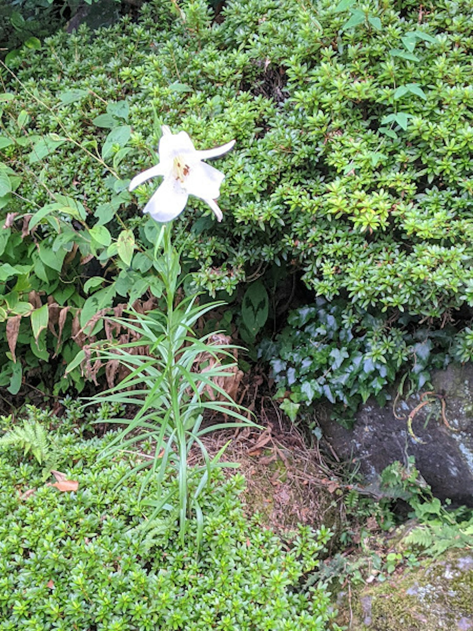 Một bông hoa lily trắng đứng giữa tán lá xanh