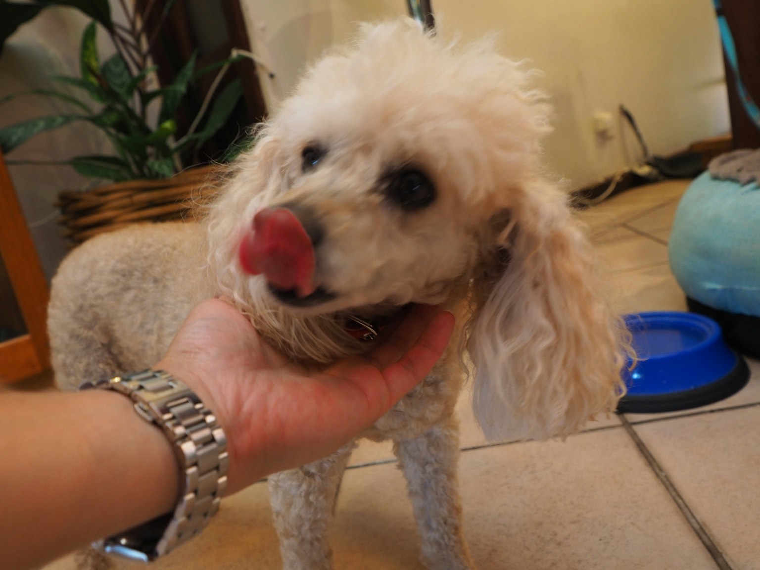 一只白色贵宾犬被手轻轻触碰，正在舔舌头