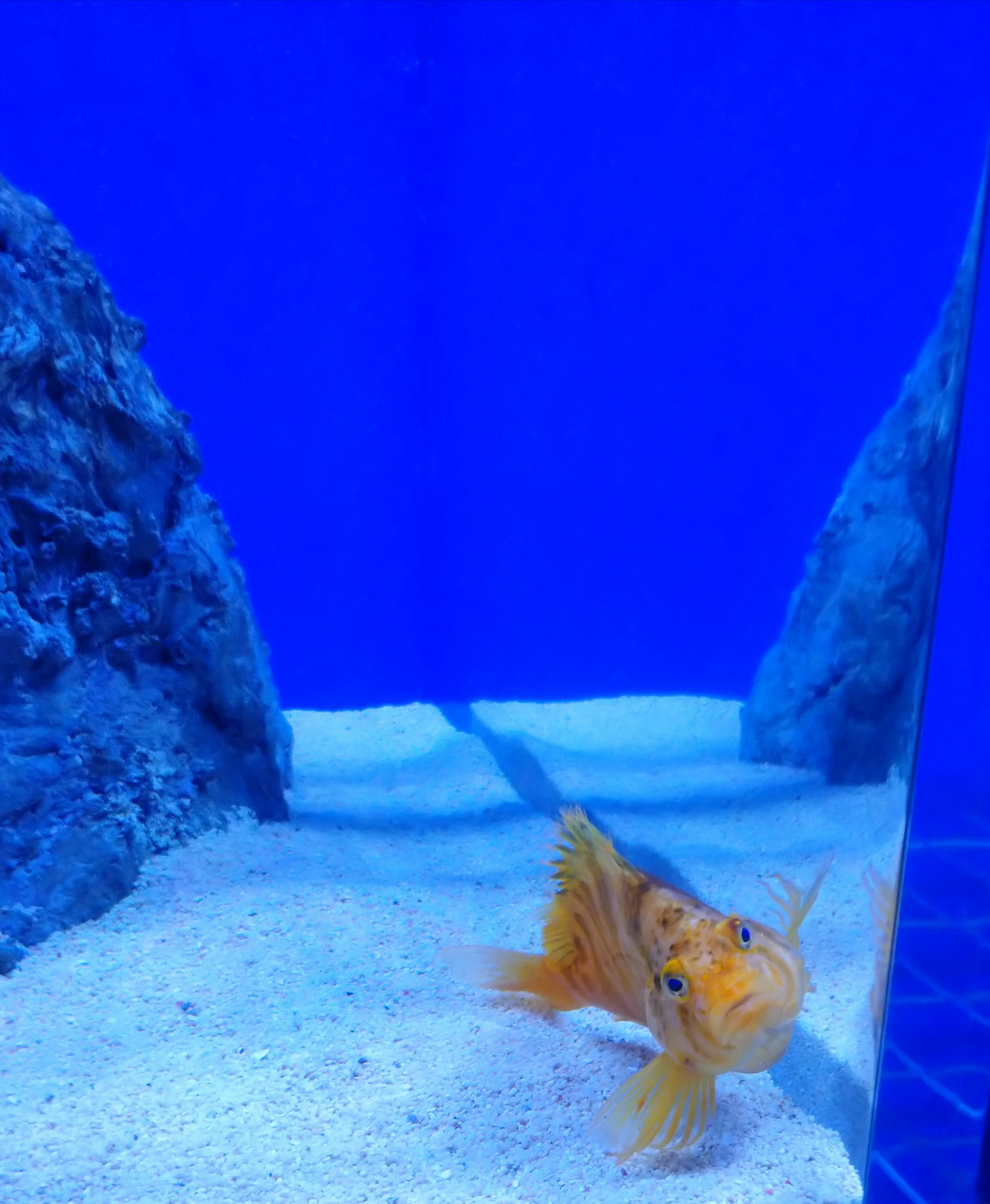 pez naranja y blanco nadando en un acuario