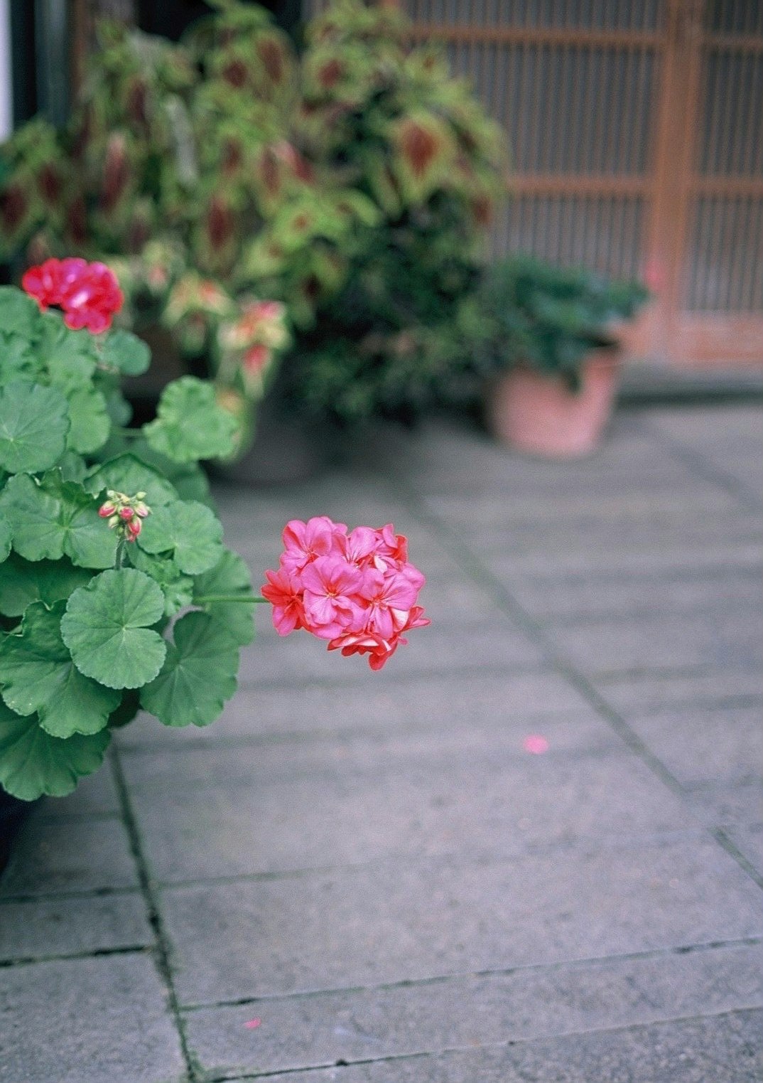鉢植えのピンクの花が並ぶ石畳の小道