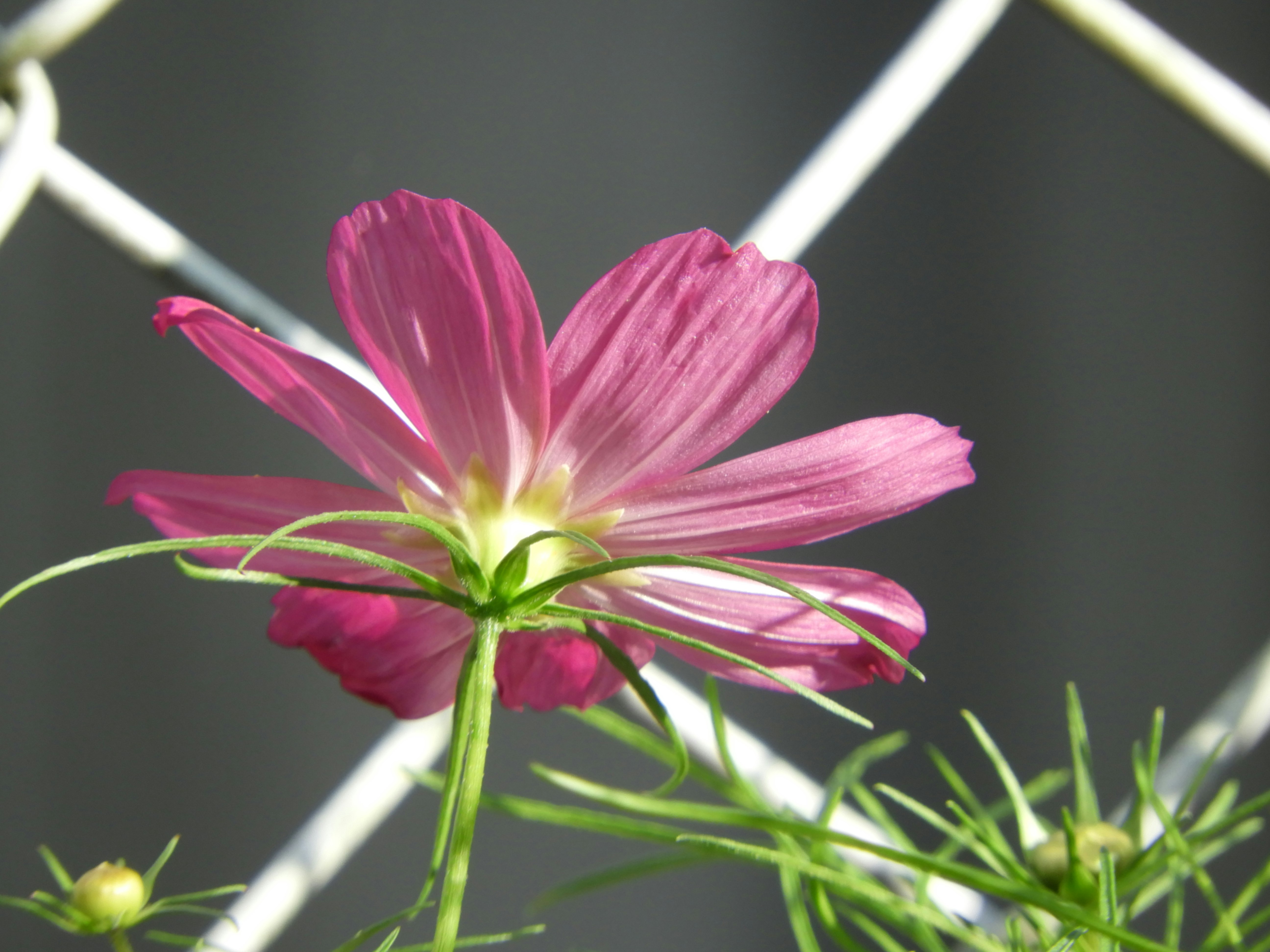 ピンクのコスモスの花と細い茎のクローズアップ