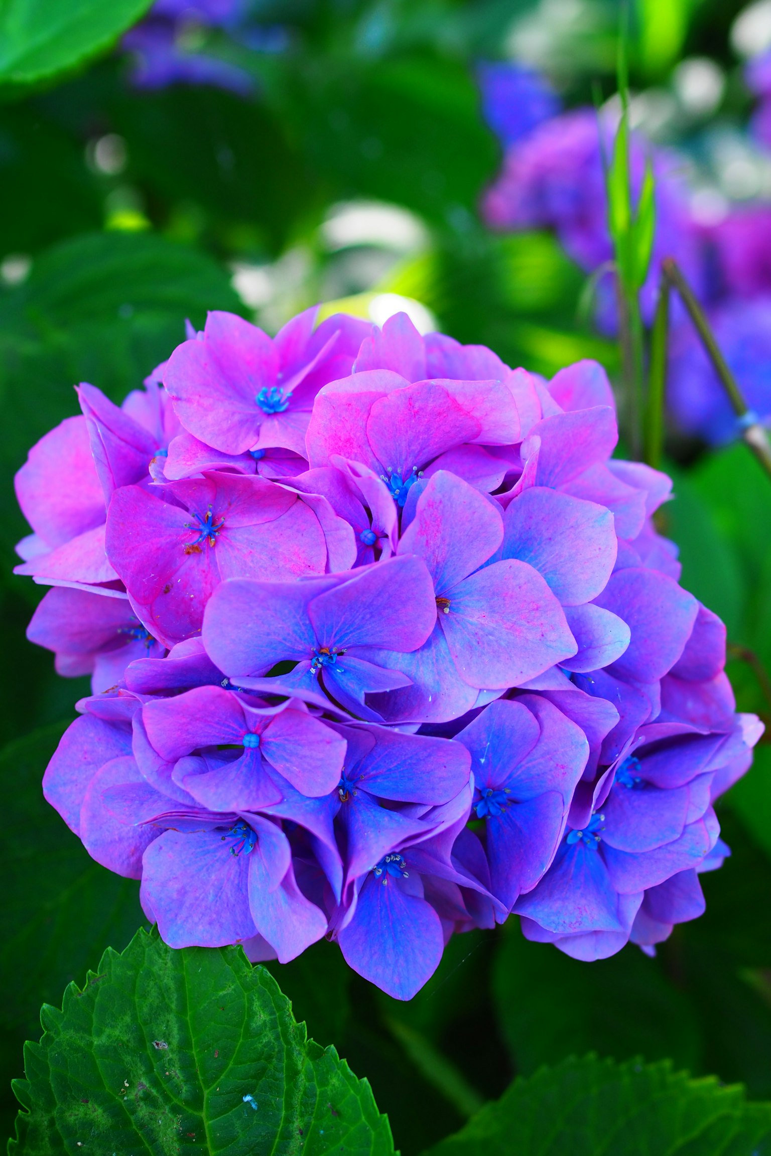Hydrangea flower in shades of purple and blue surrounded by green leaves