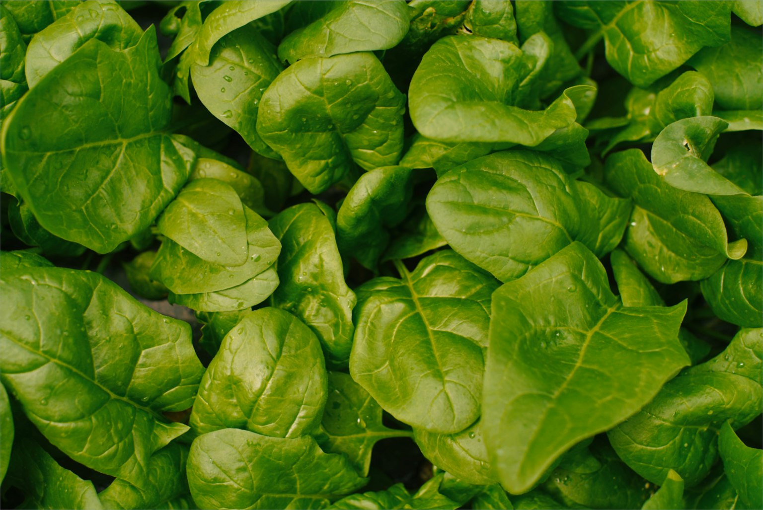 Foglie di spinaci freschi raggruppate