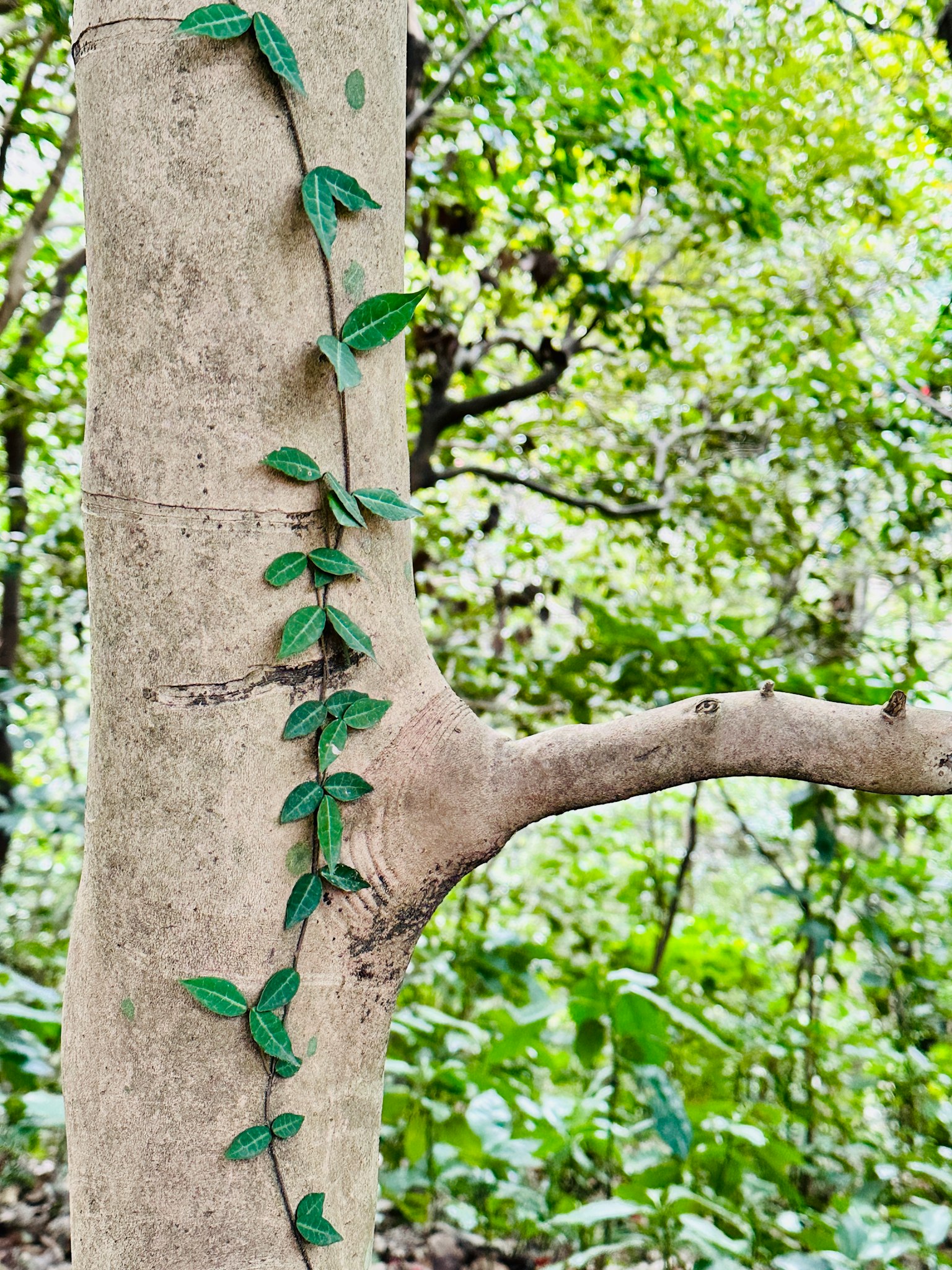 Una vite verde che si arrampica su un tronco d'albero con uno sfondo sfocato di fogliame verde