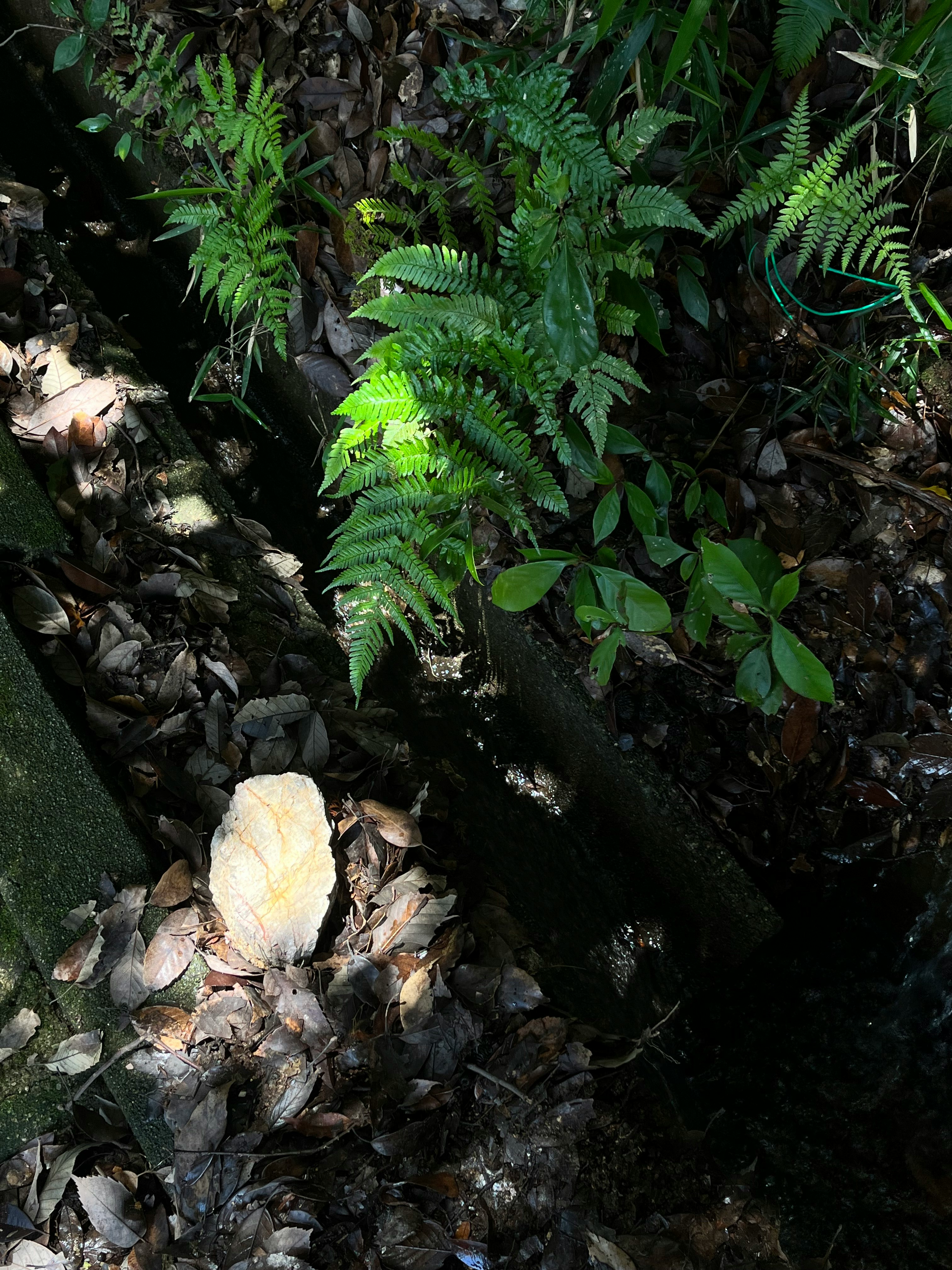 落ち葉の間に生えるシダと植物の生命感