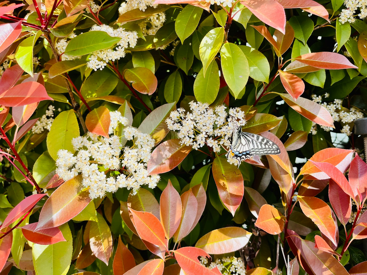Primer plano de hojas coloridas y flores blancas en una planta con una mariposa posada