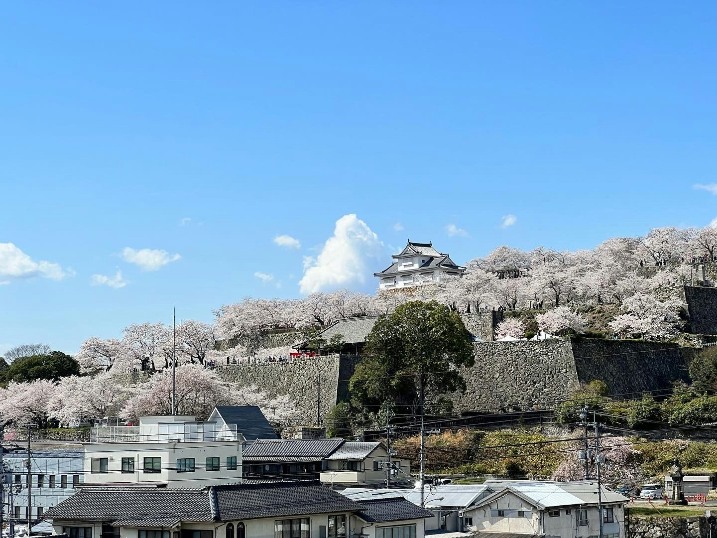 桜満開の鶴山公園周辺と城郭の眺め