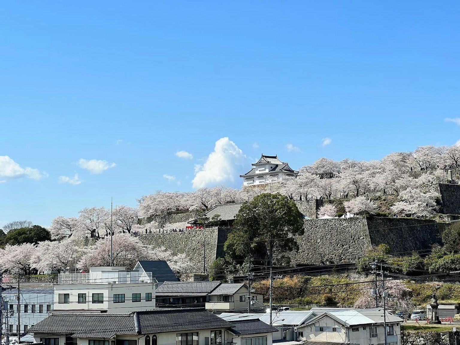 Des cerisiers en fleurs entourant un château historique sous un ciel bleu clair