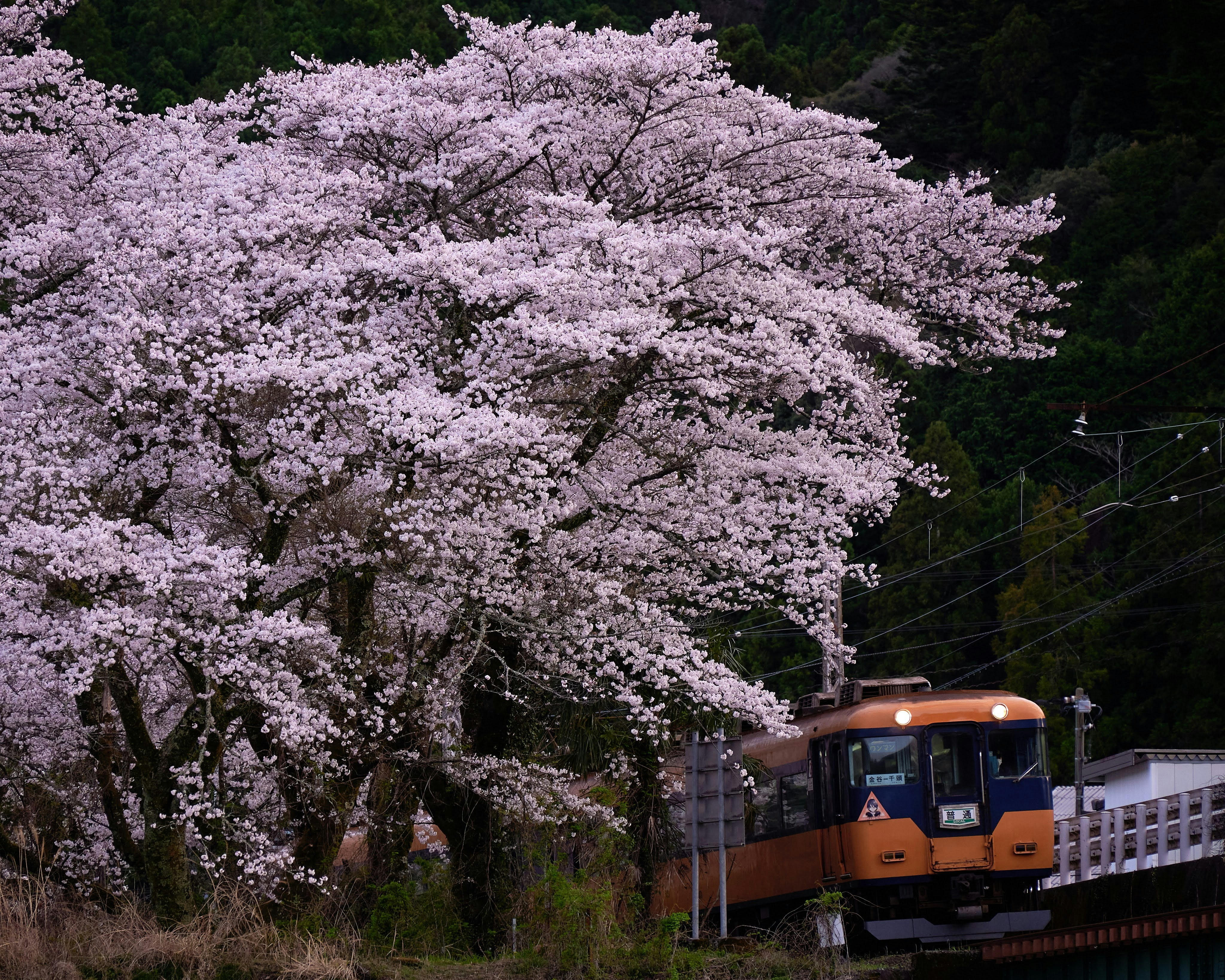 treno che passa sotto gli alberi di ciliegio in fiore