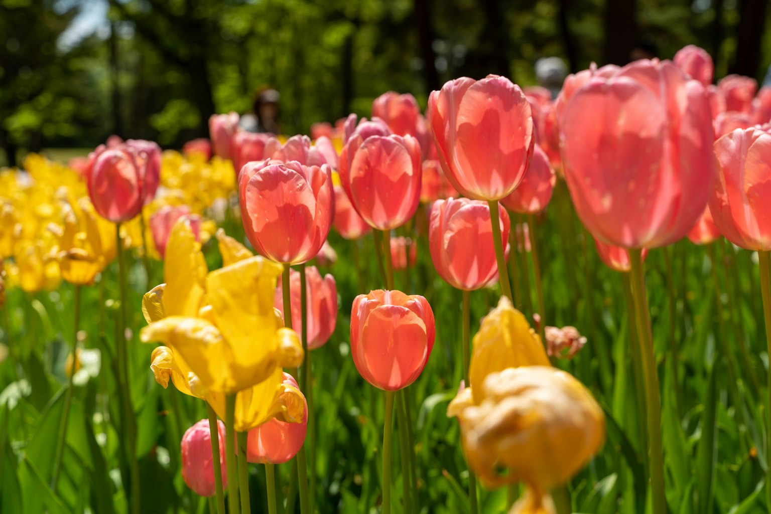 Bunte Tulpenblumen blühen in einem Garten