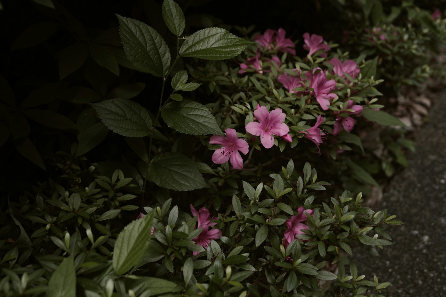 Close-up of pink flowers surrounded by green leaves