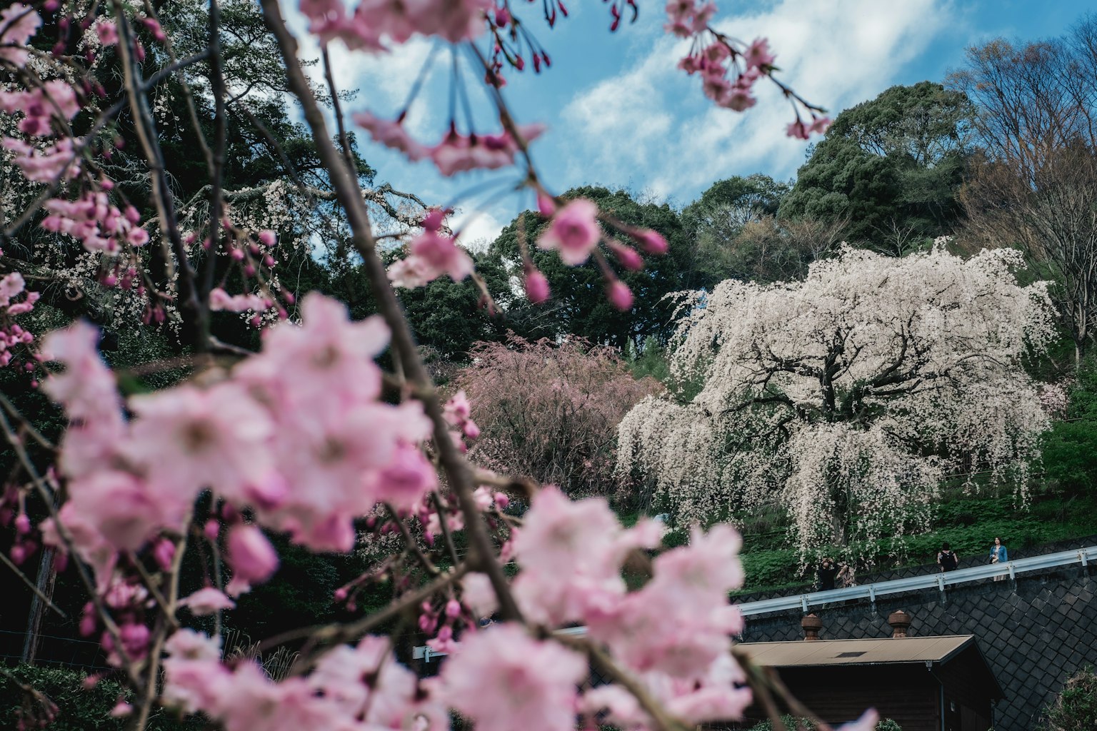 Bunga sakura dan pohon berbunga putih di bawah langit biru