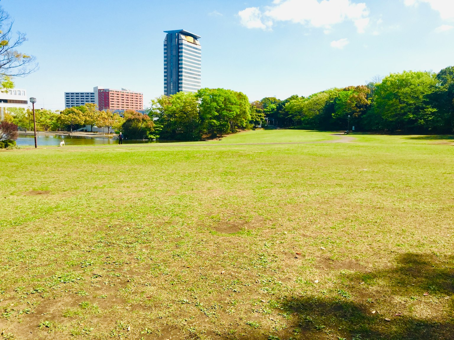 寬敞的公園綠草和周圍的高樓大廈