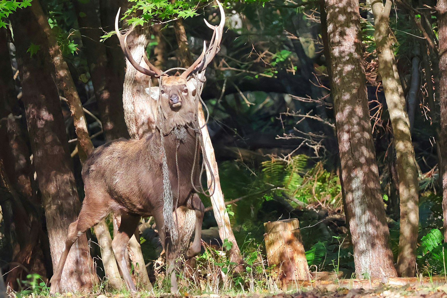 森の中に立つ大きな鹿の姿と周囲の木々