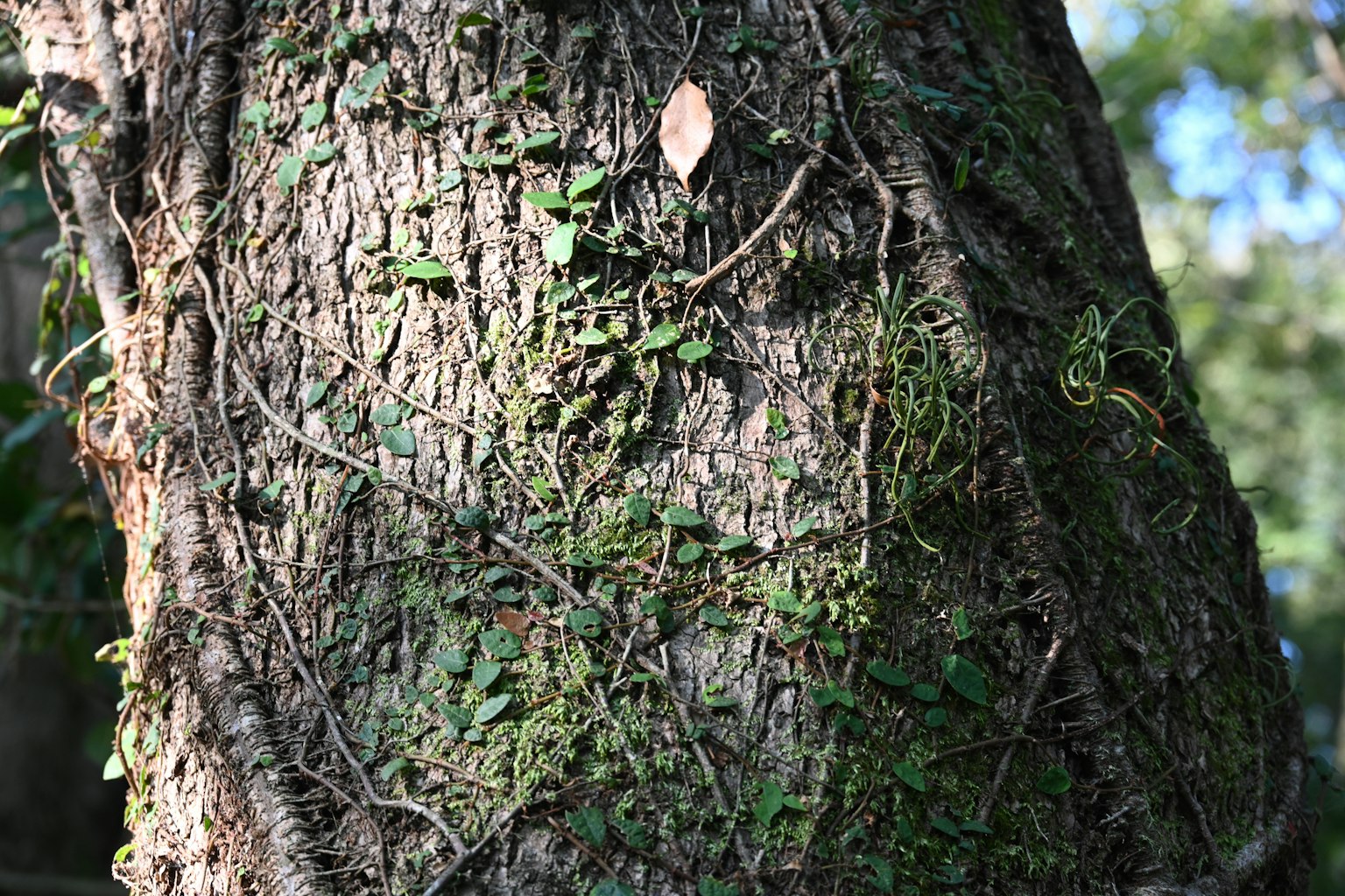 Tronco de árbol con plantas verdes y musgo entrelazados