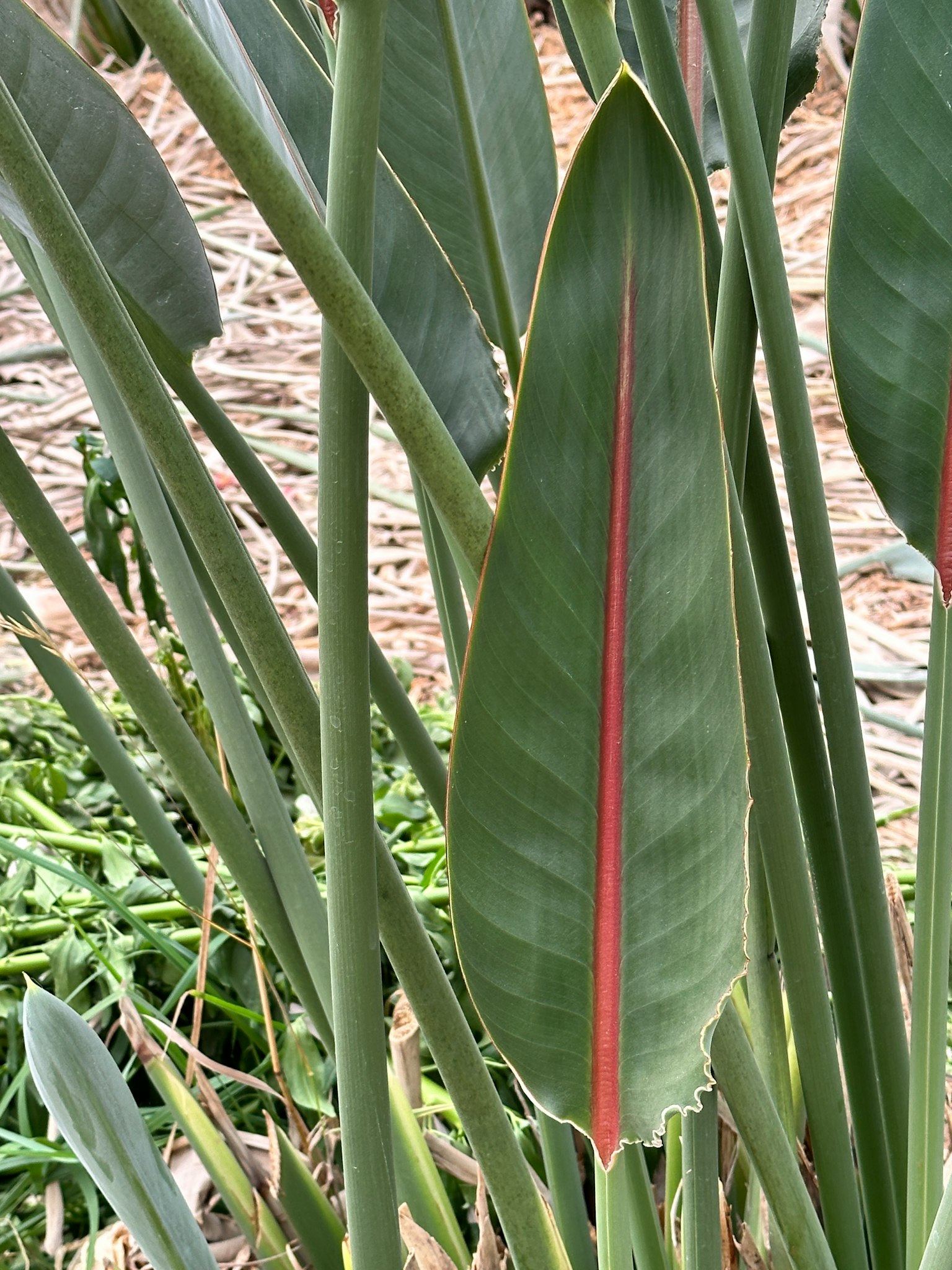 Hoja de planta con color verde y vena roja distintiva