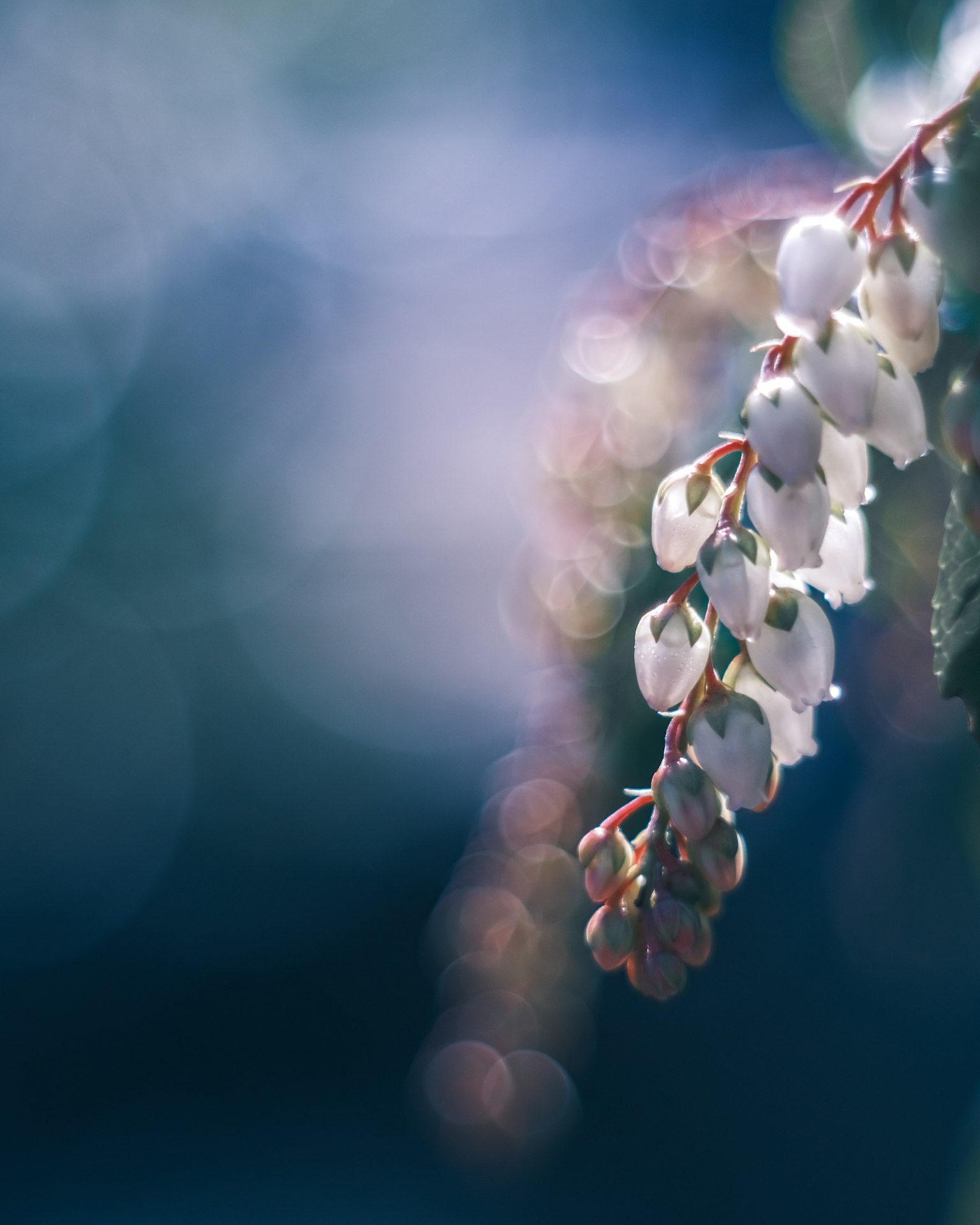 Nahaufnahme von zarten weißen Blumen vor einem verschwommenen blauen Hintergrund