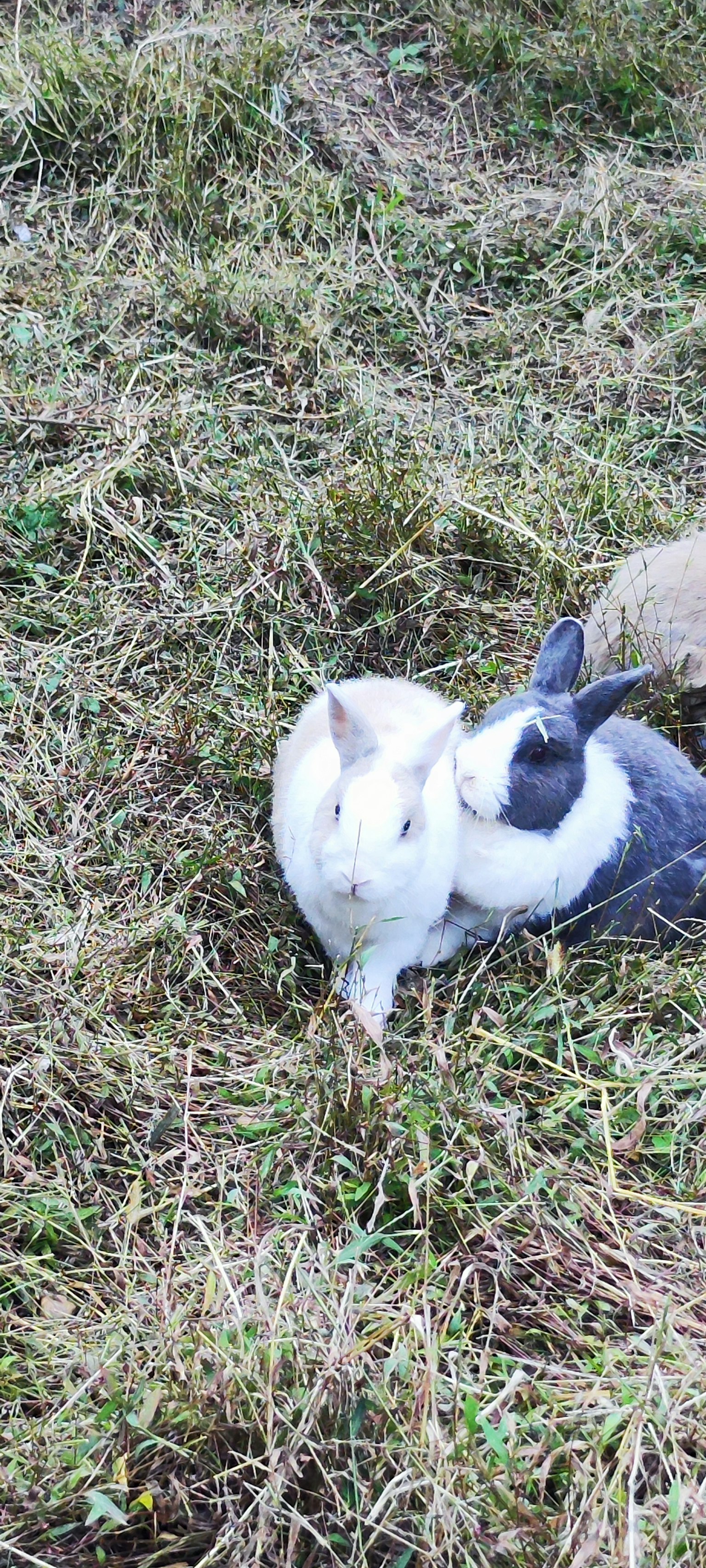 Zwei Kaninchen kuscheln im Gras