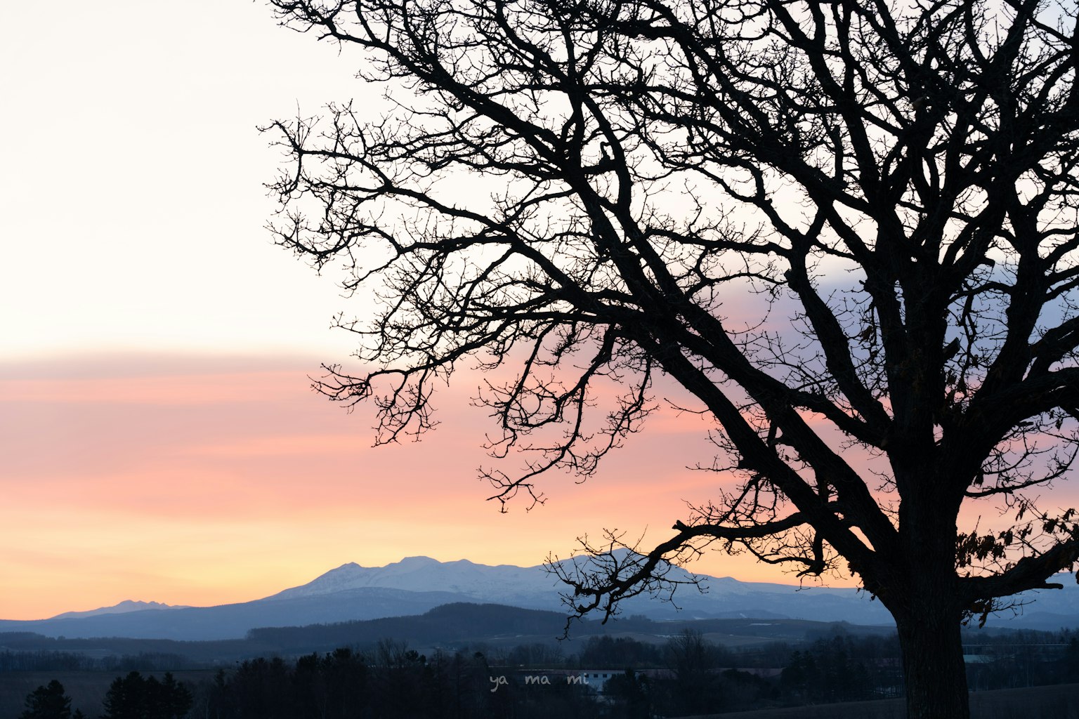 Silueta de un árbol contra un cielo al atardecer