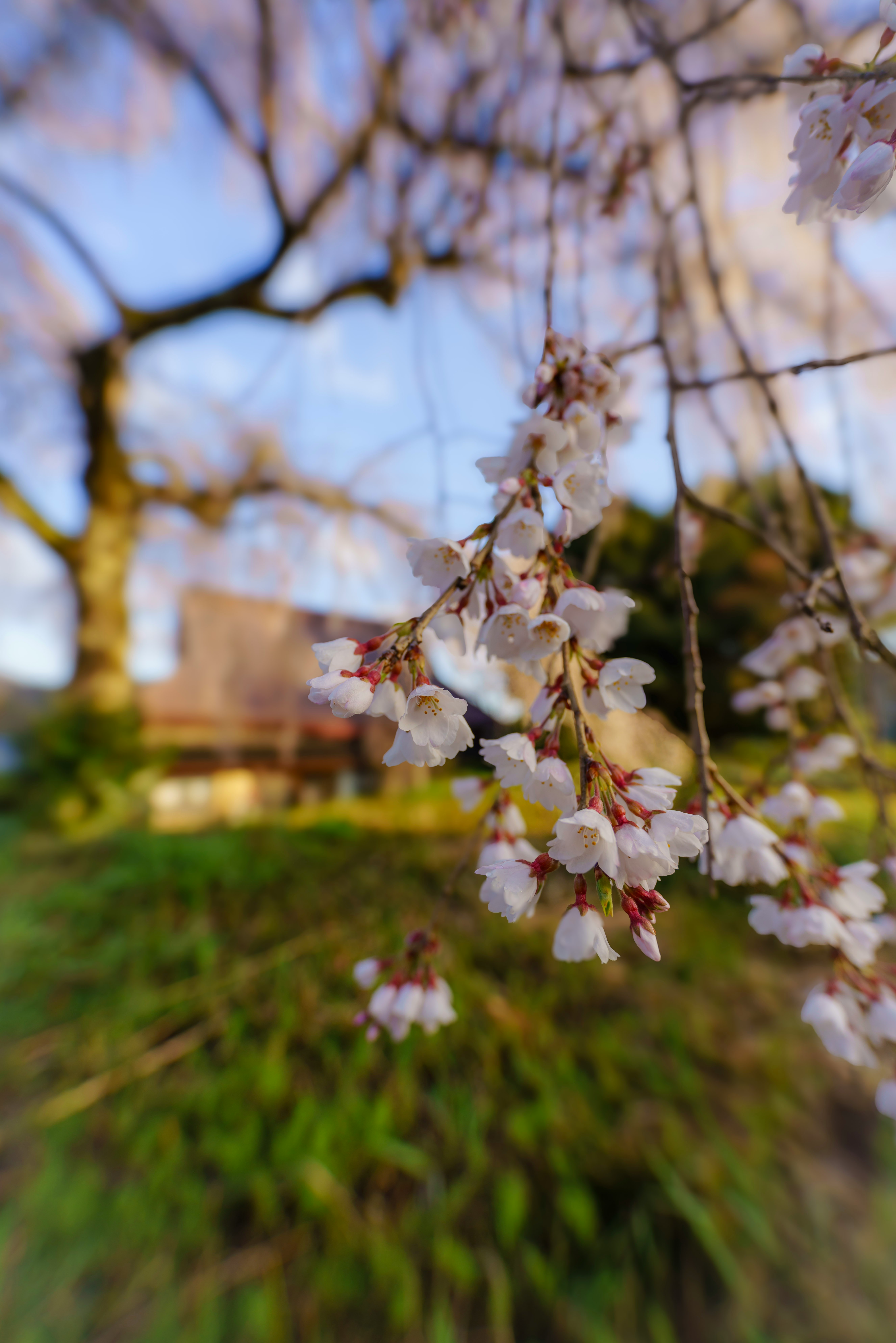 枝垂れ桜の花が咲く庭の小道