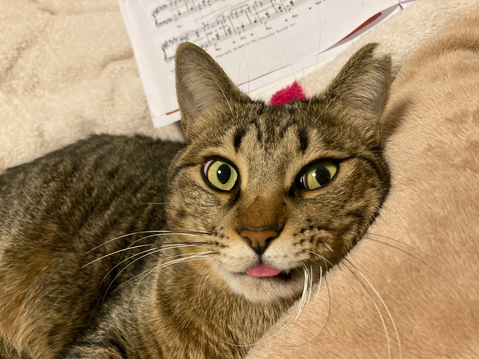 Eine Katze mit herausgestreckter Zunge zeigt einen niedlichen Ausdruck und ruht auf weichem Fell