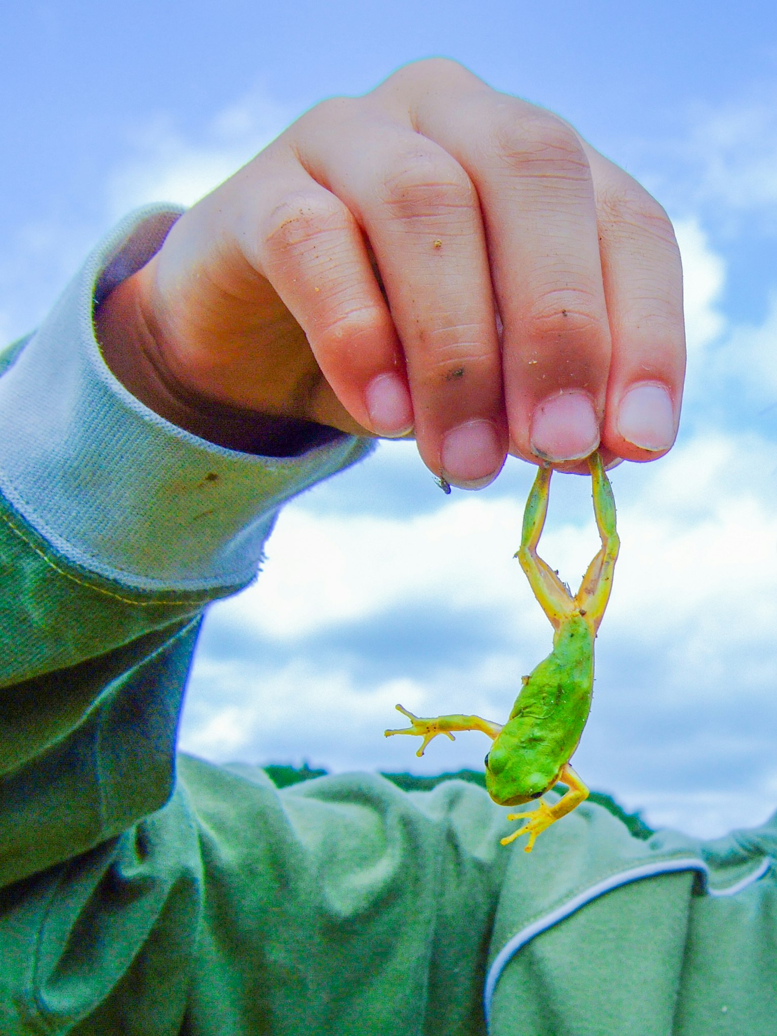 Gros plan d'une main tenant une grenouille verte avec un ciel bleu et des nuages en arrière-plan